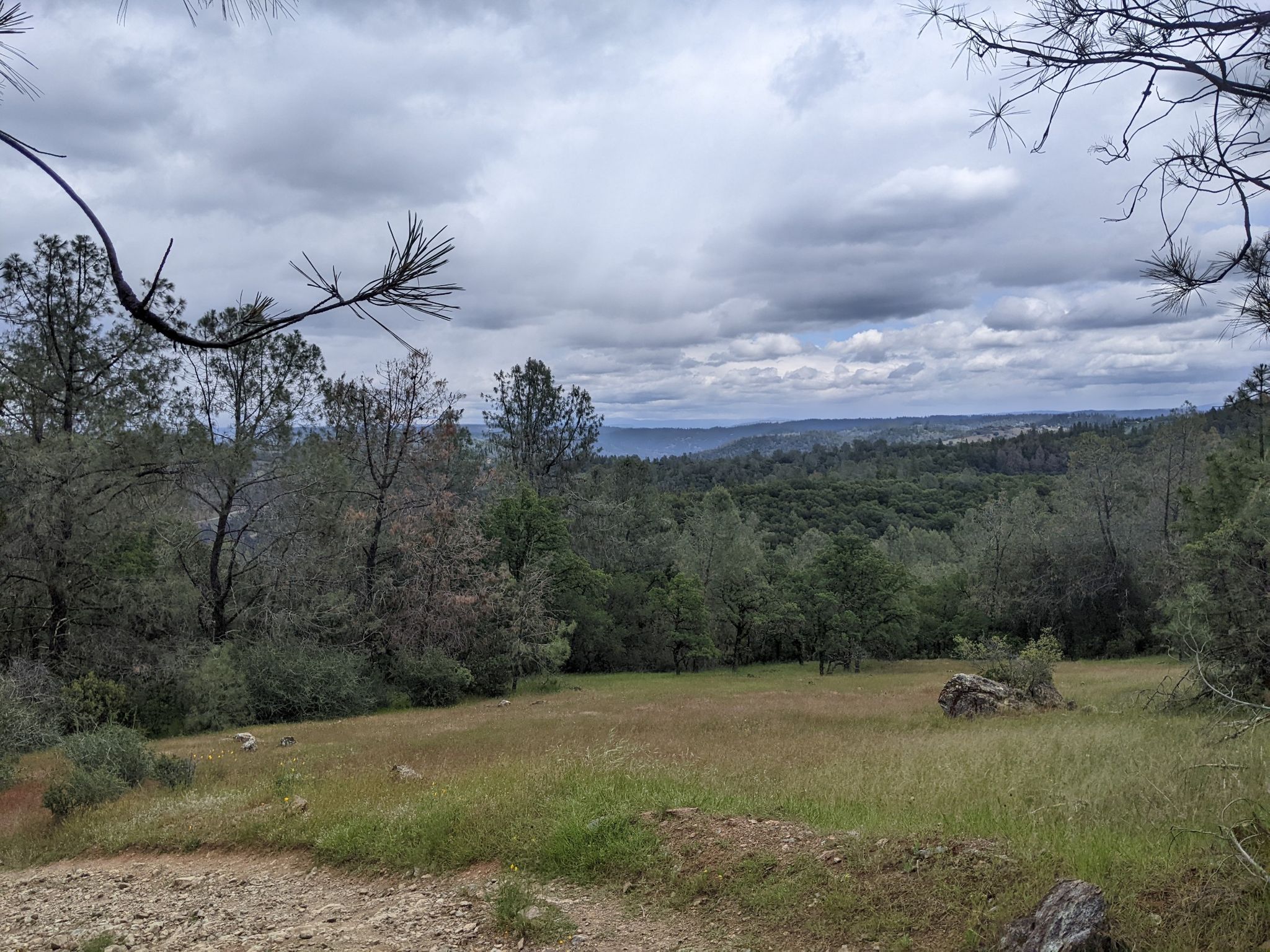 A grassy clearing surrounded by trees under a dramatic, cloudy sky. - Training Hill Loop
