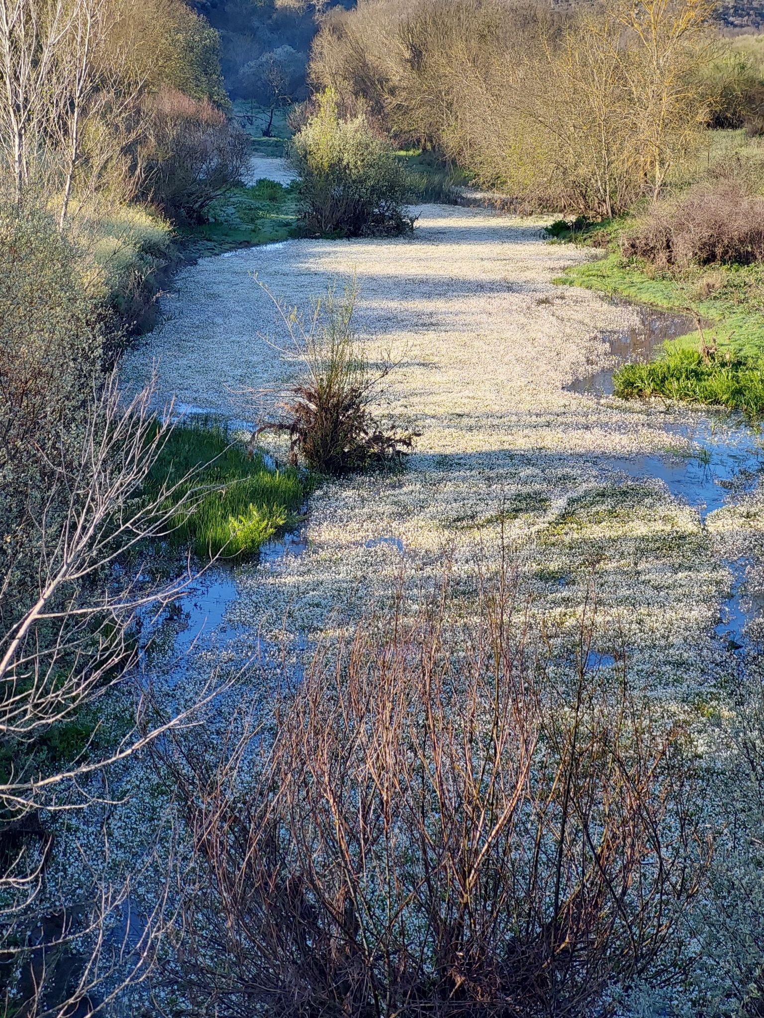 Rivier ziet wit van bloeiende planten