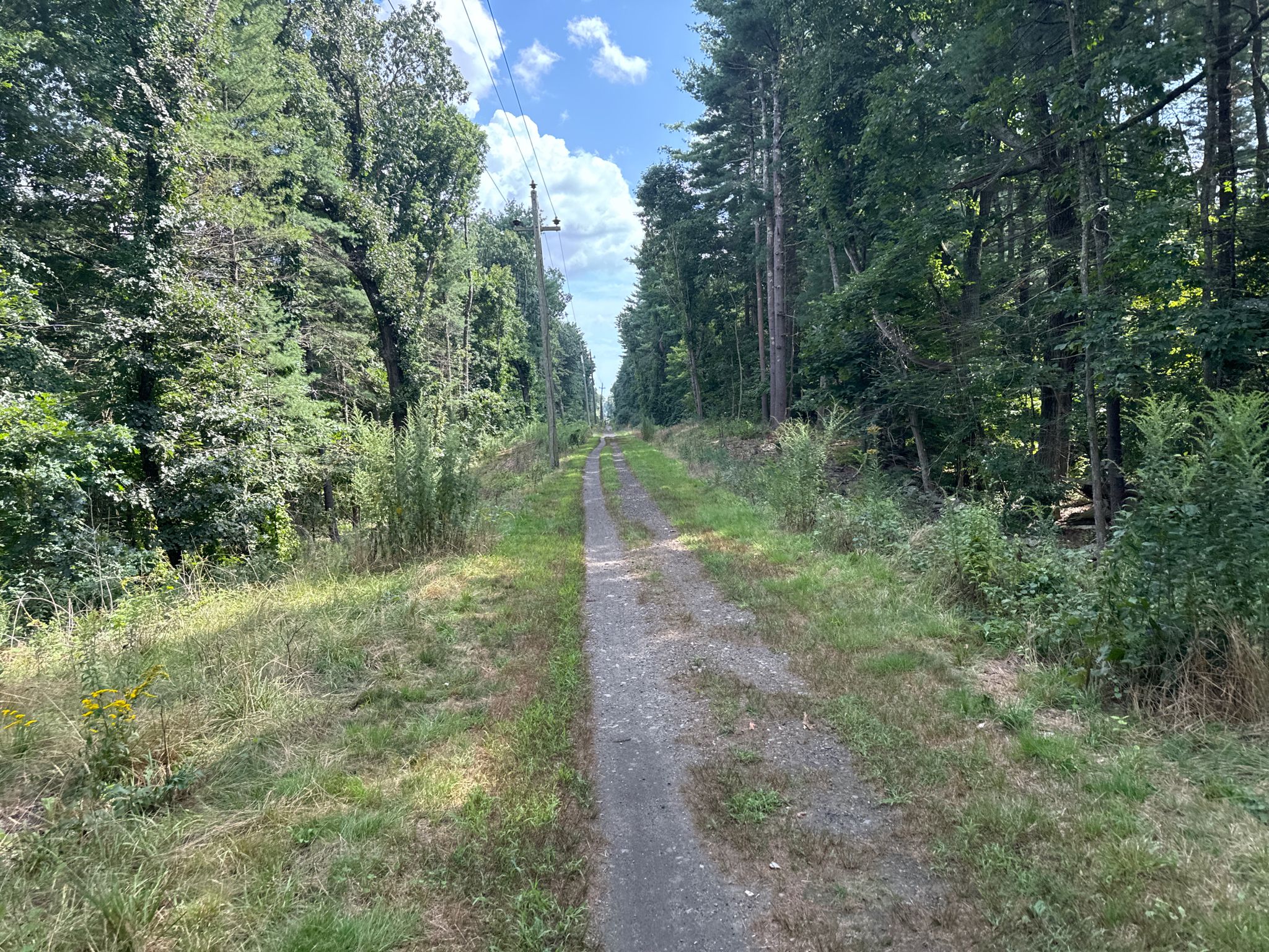 A sunlit dirt path through a forest, with power lines overhead. - Border to Boston Trail Loop
