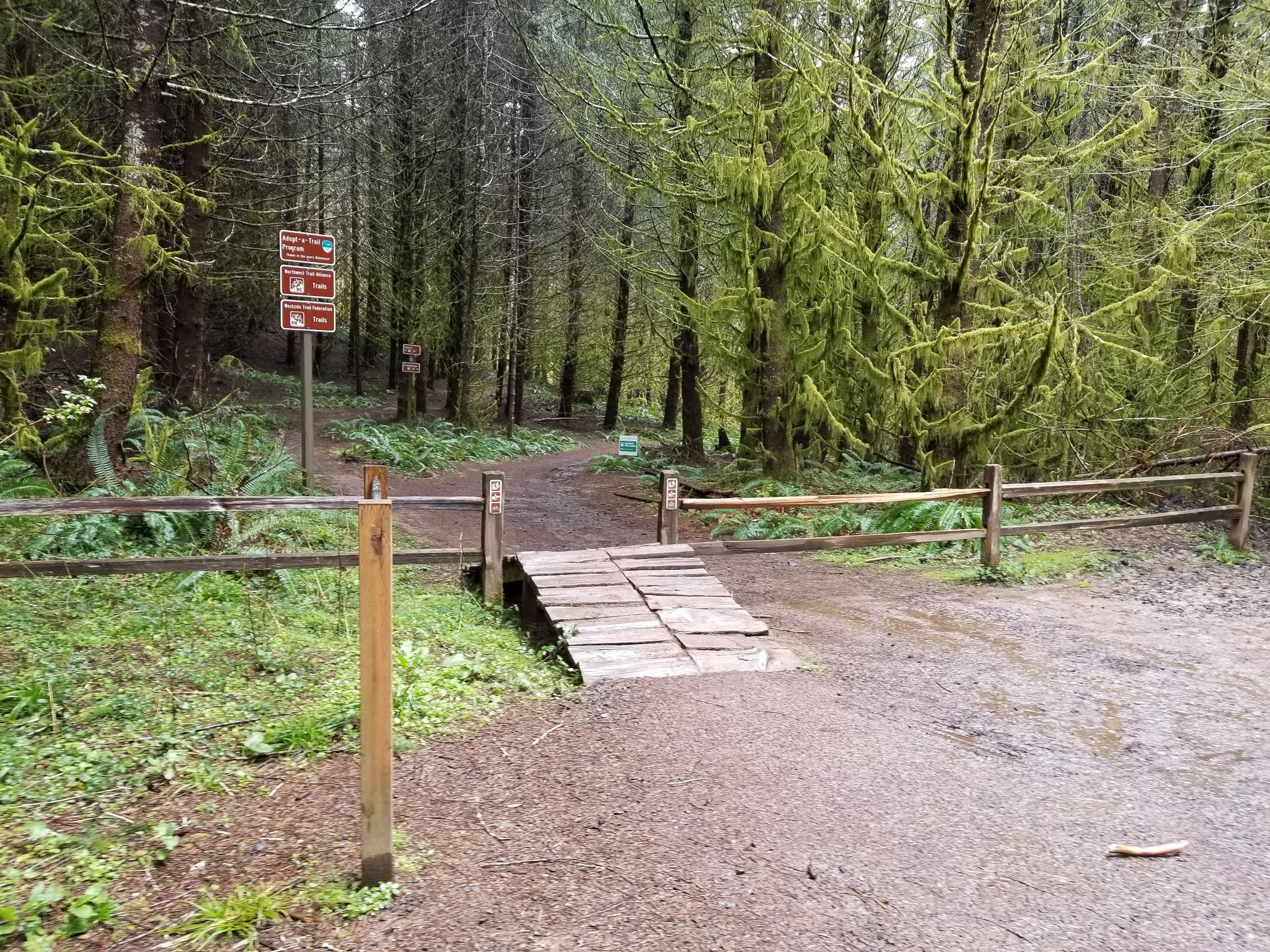 Dirt path with wooden bridge entering a dense, mossy forest under overcast light. - Clayhill Horse Staging Area – Hilltop Shelter & Viewpoint loop from L.L. Stub Stewart State Park