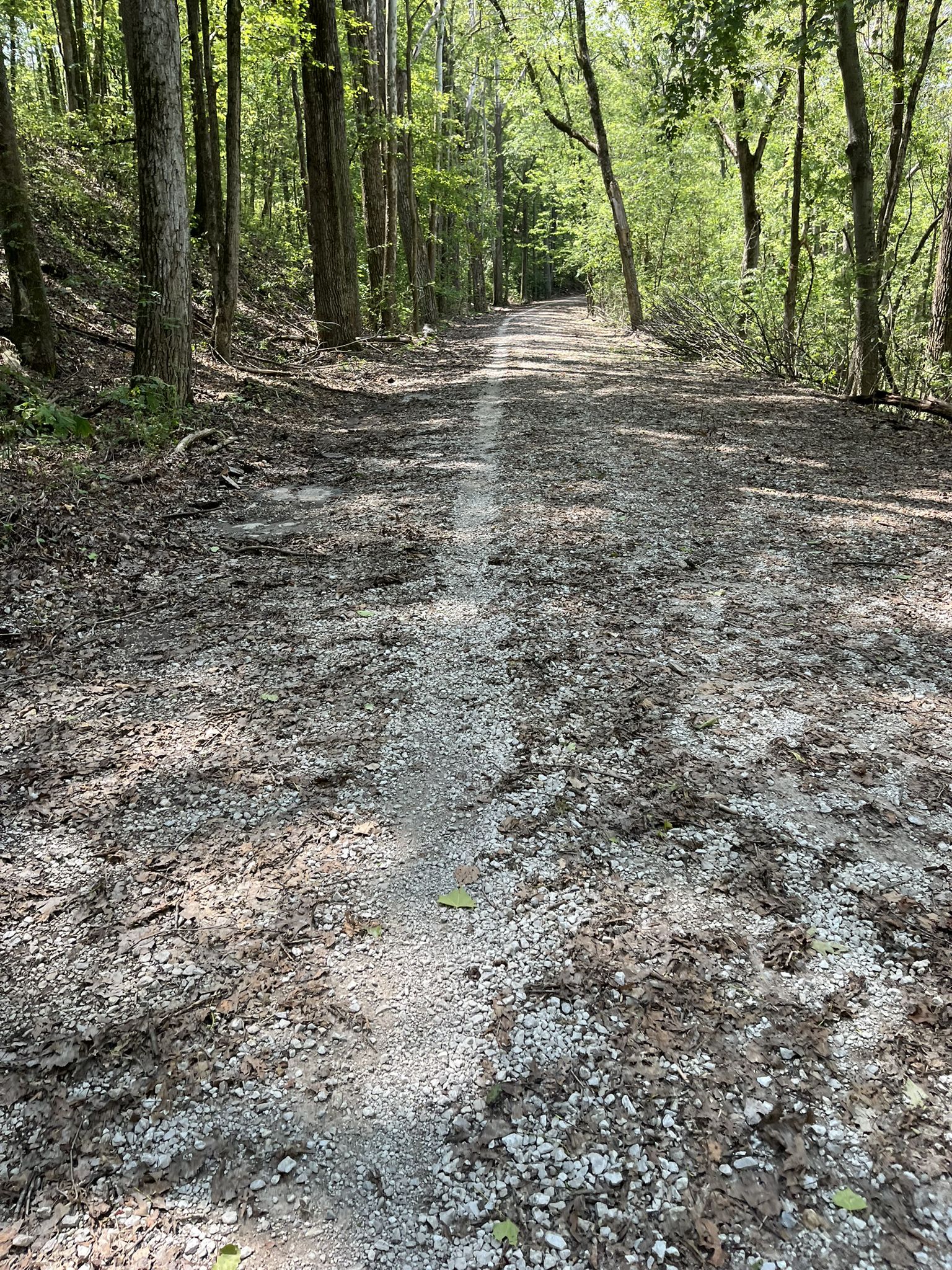 A sunlit gravel path winds through a dense green forest. - Lost Valley, Abandoned Road, and Hamburg Trail Loop