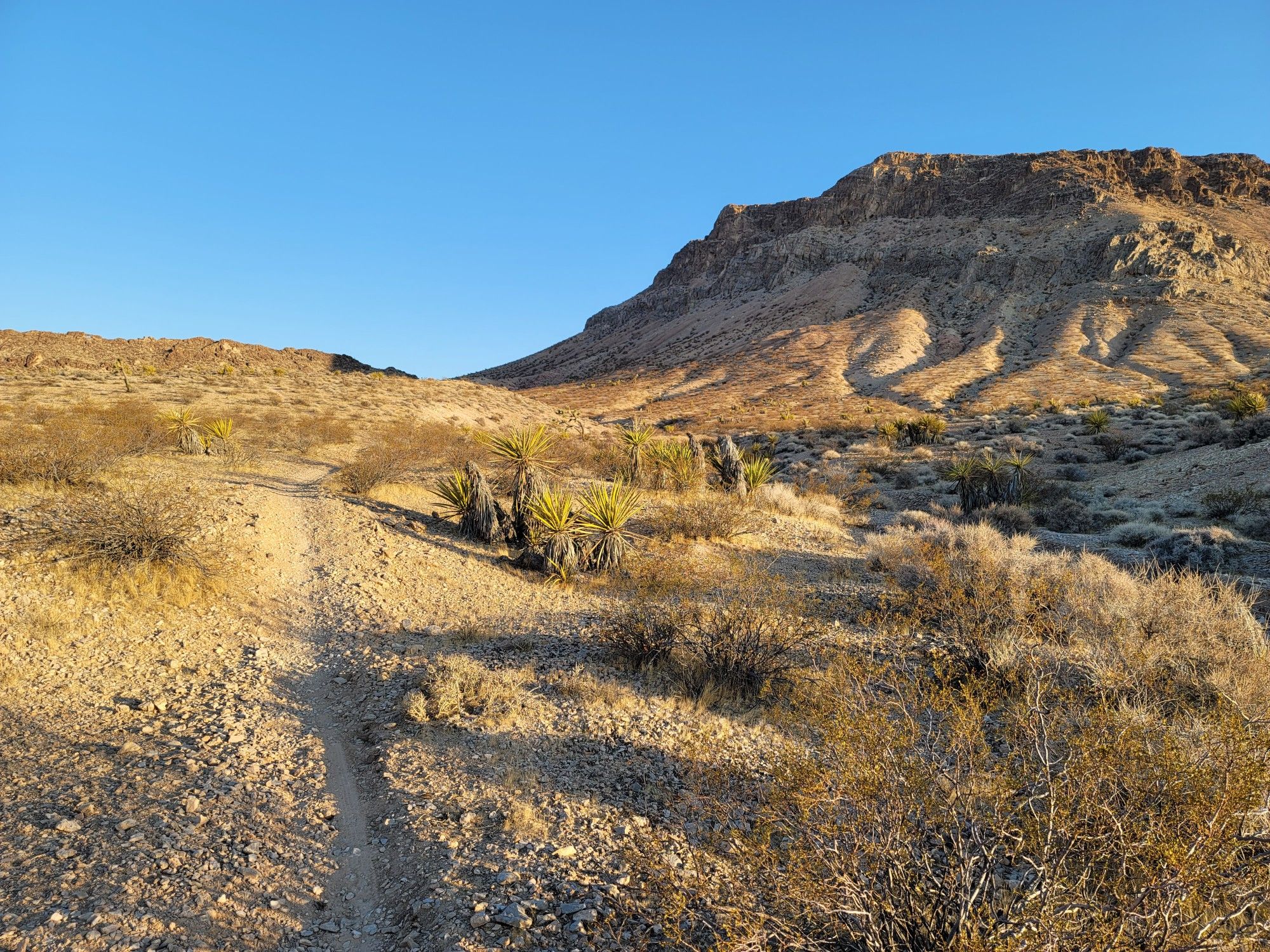 A desert trail winds through sparse vegetation towards a sunlit mountain. - Brokeback Mountain Loop