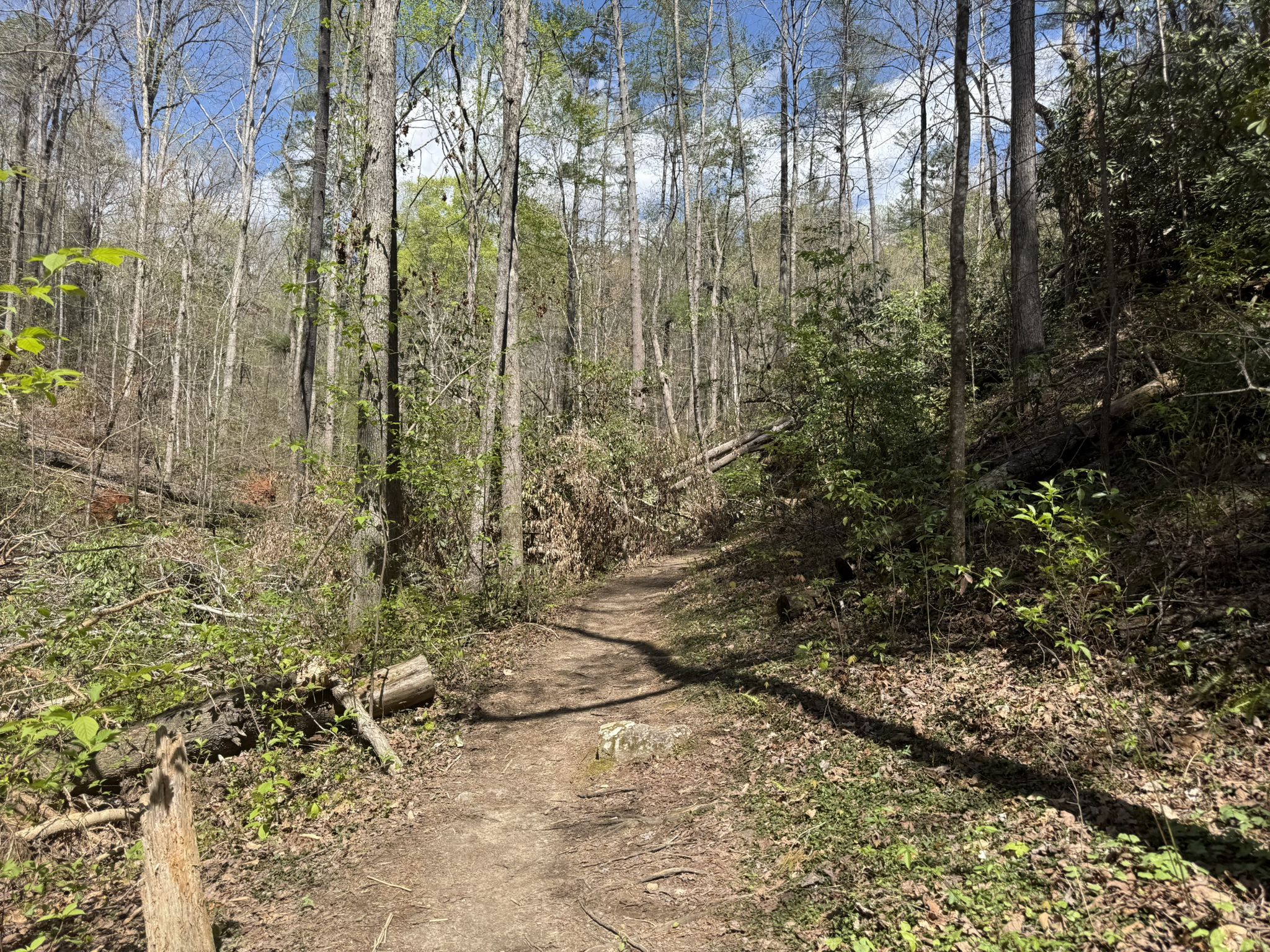 A sunlit dirt path winds through a dense forest with fallen logs. - Natural Bridge Trail