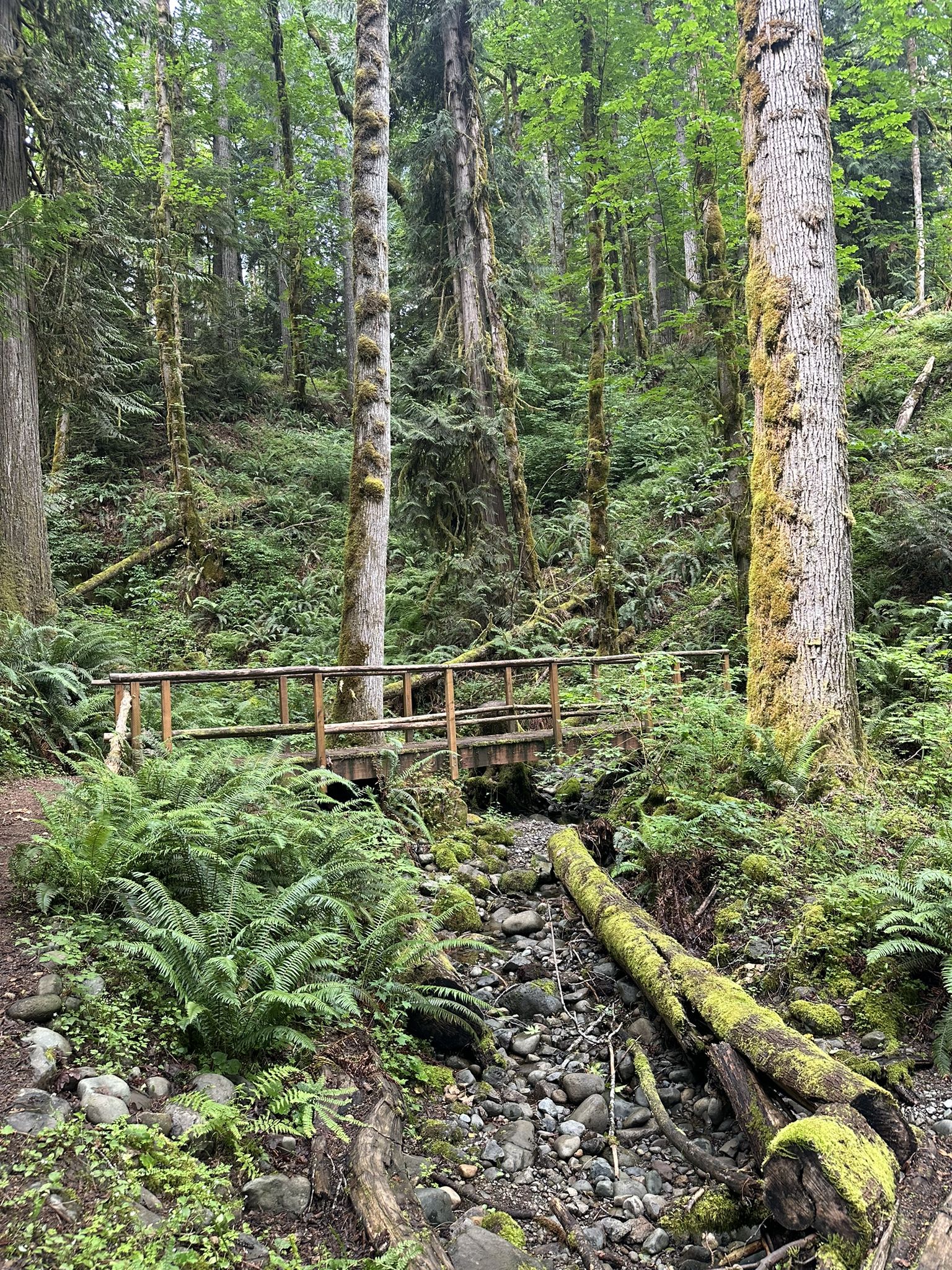 A wooden bridge crosses a dry creek bed in a dense, green forest. - Maple Valley Loop