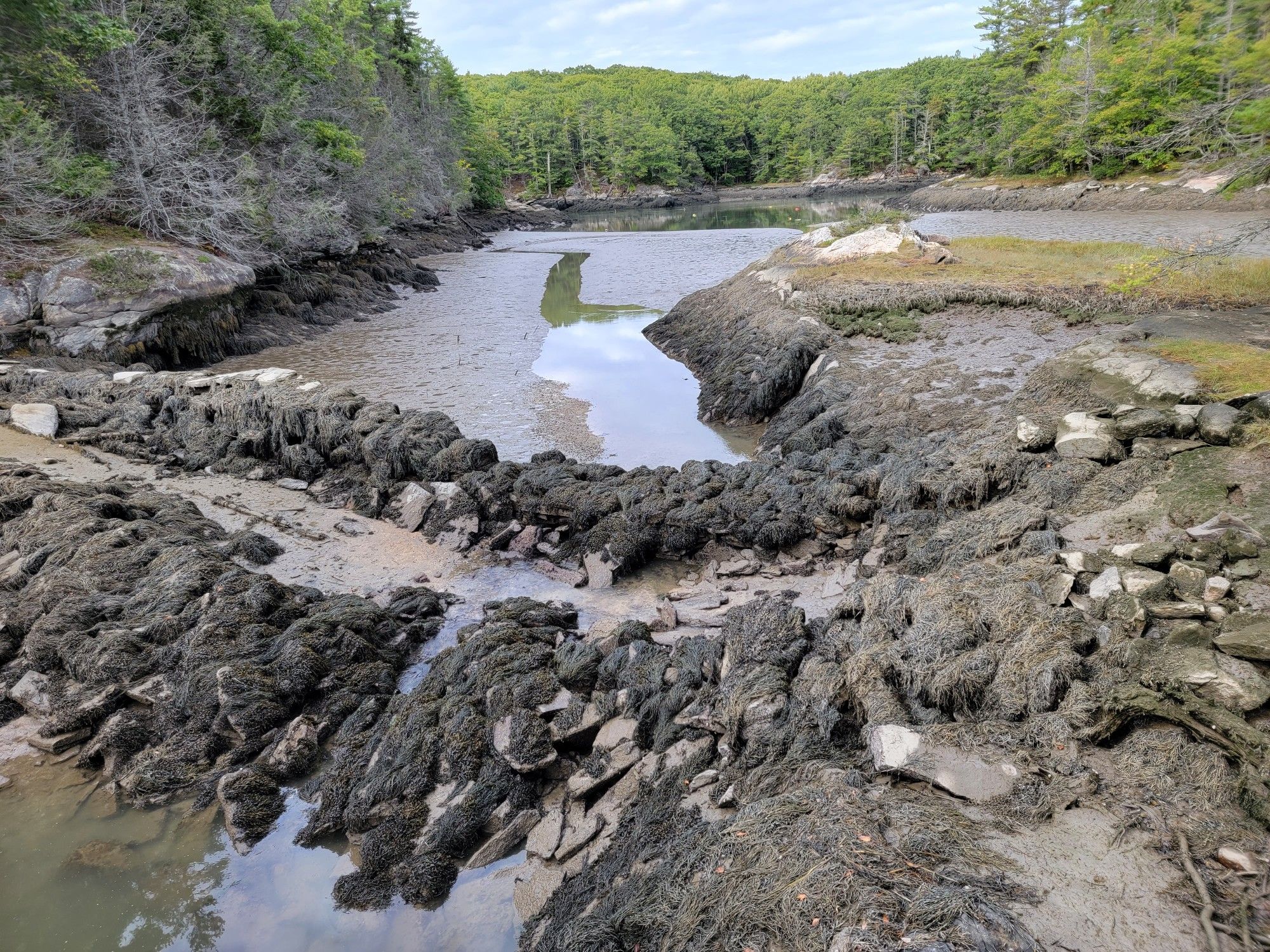Winding water channel through muddy tidal flats, surrounded by green trees. - Ovens Mouth Preserve Loop