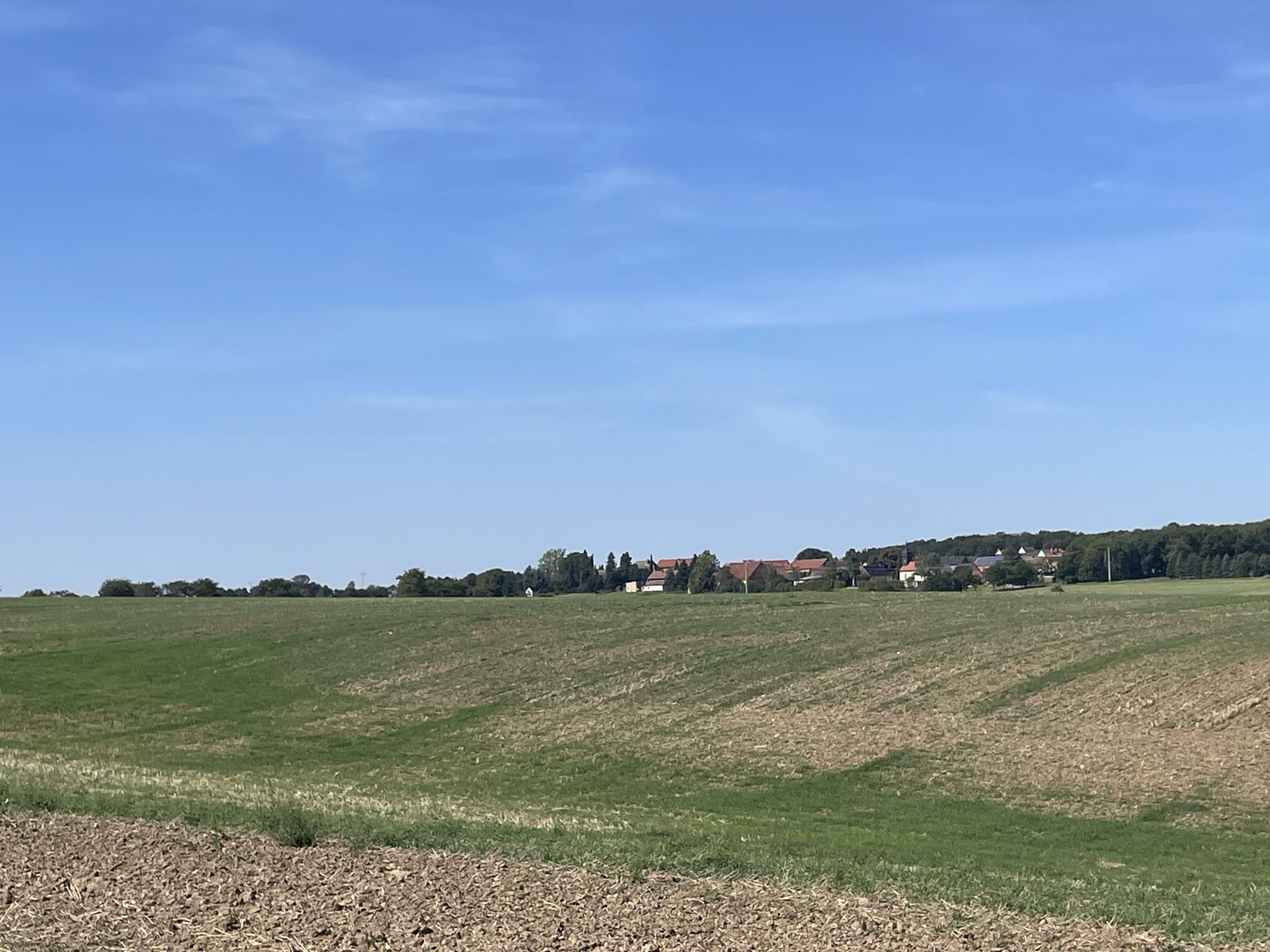 Thierschneck