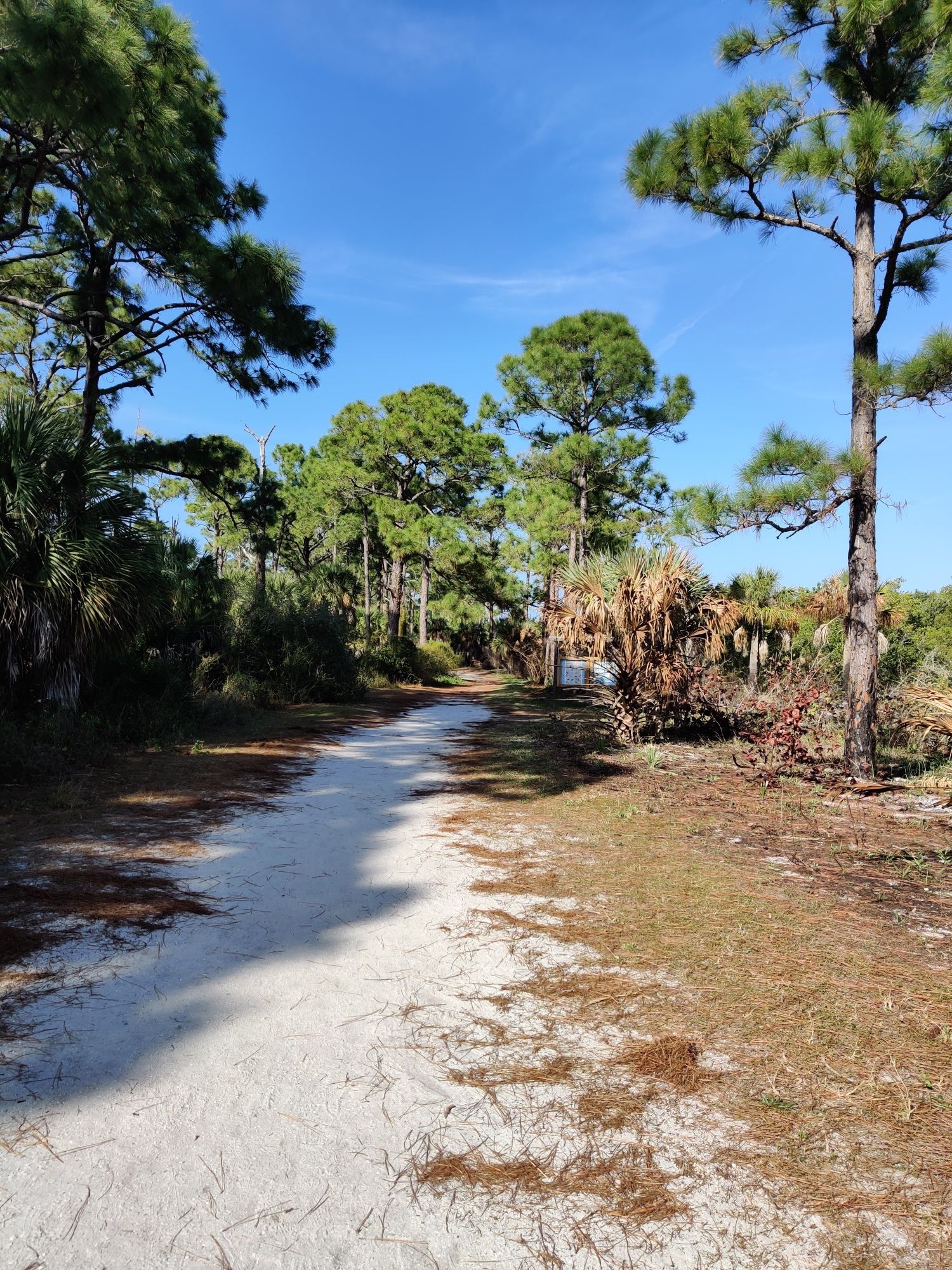 Sandy path winding through a sunny pine forest with green undergrowth. - Osprey and Pelican Trail Loop