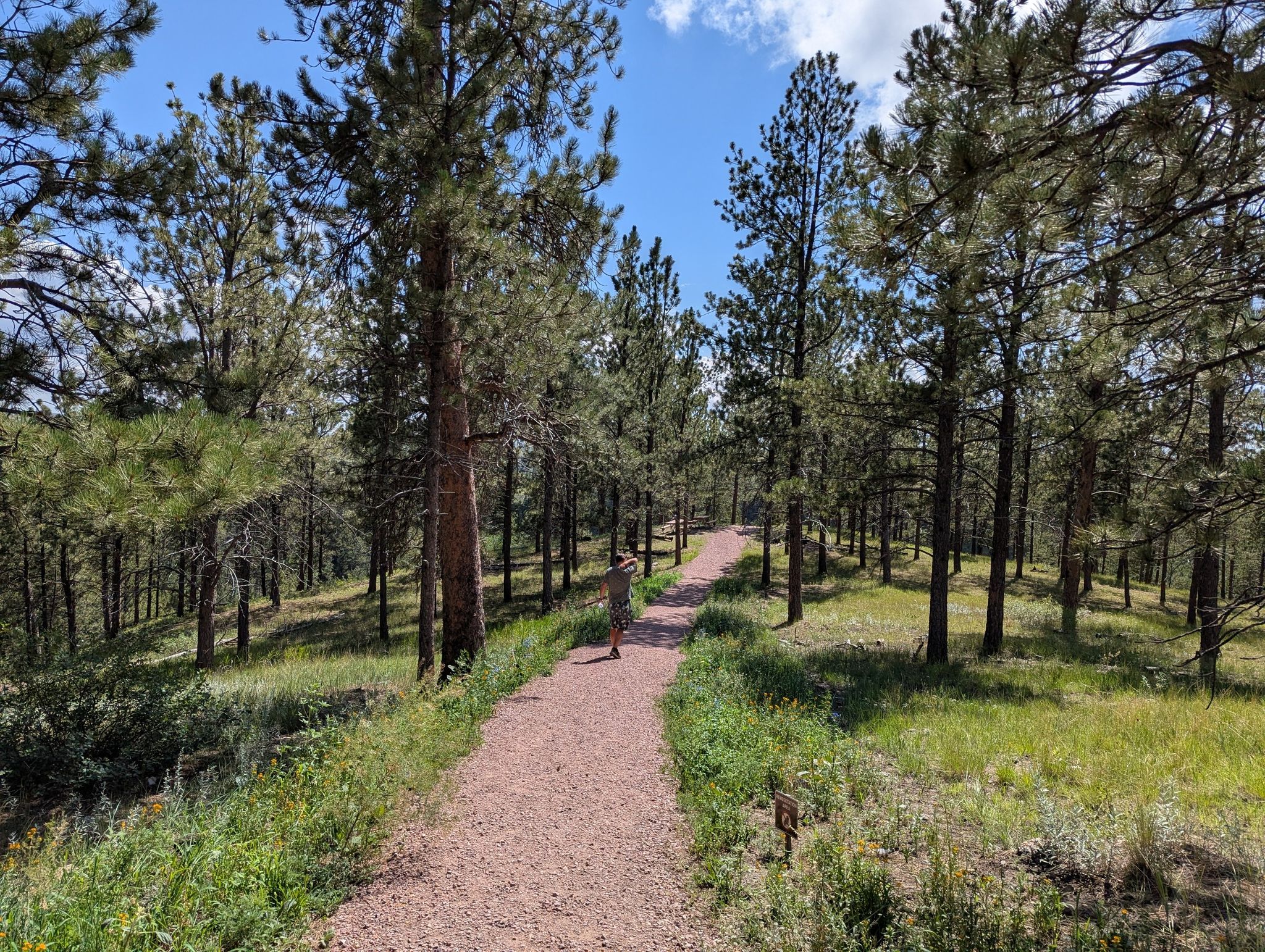 A person walks on a red gravel path through a dense pine forest. - Roof Trail