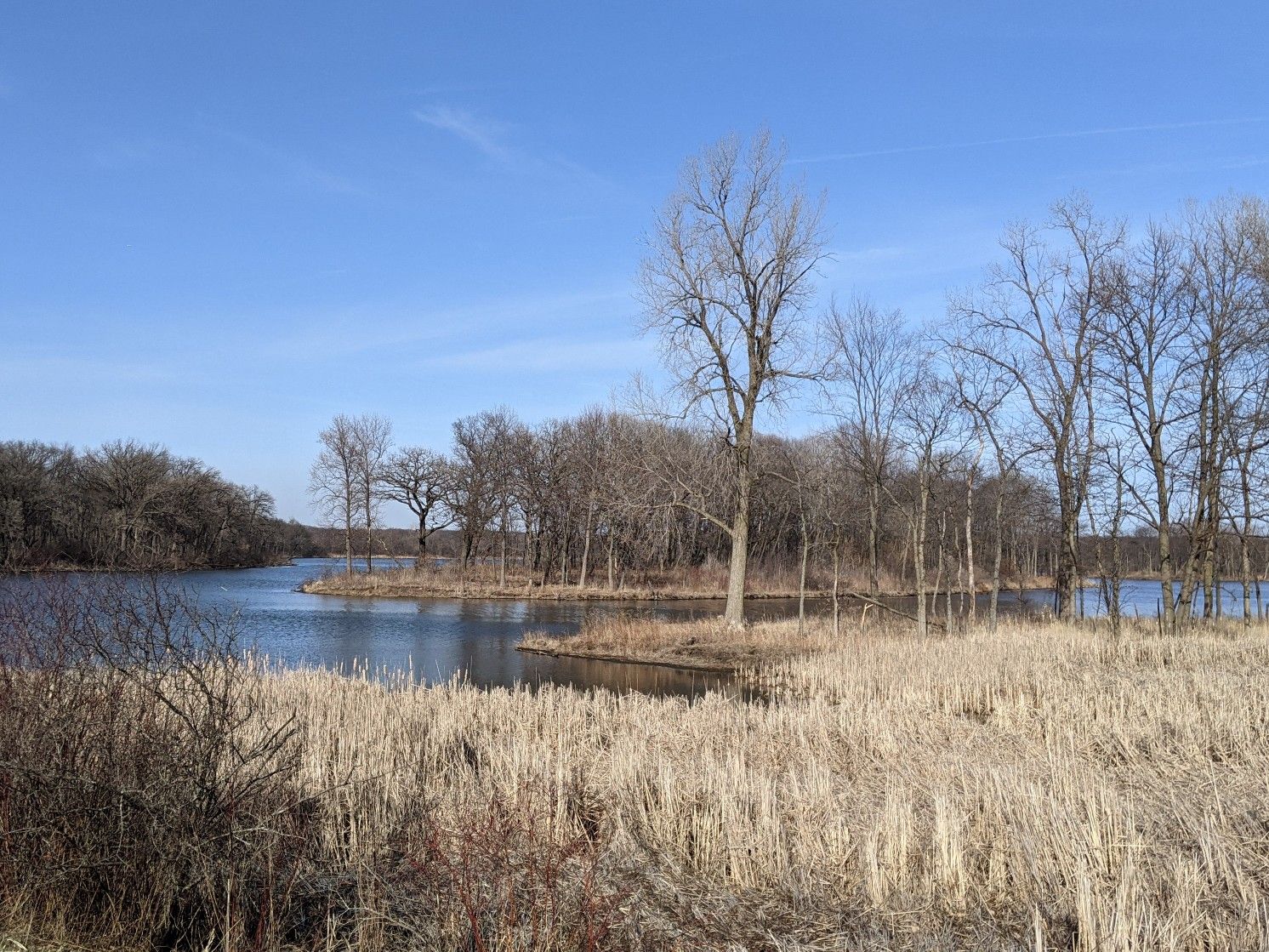 Lake with bare trees, dry grass, and clear blue sky on a sunny day. - Busse Woods Reservoir Bridge – Green Lake loop from Robert Morris University