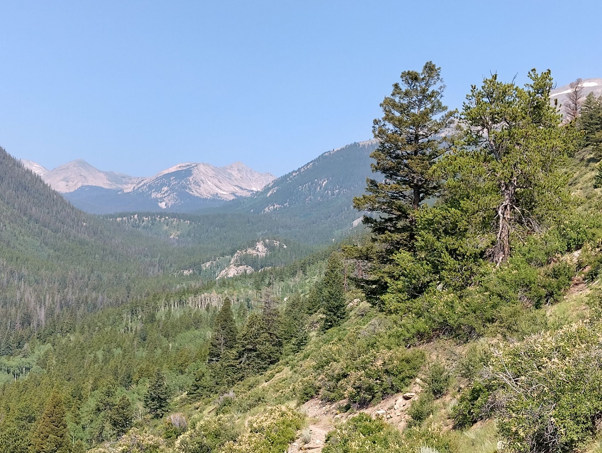Bright daylight illuminates a forested mountain valley with distant peaks under a clear sky. - Harvard Lakes via Colorado Trail Segment 12