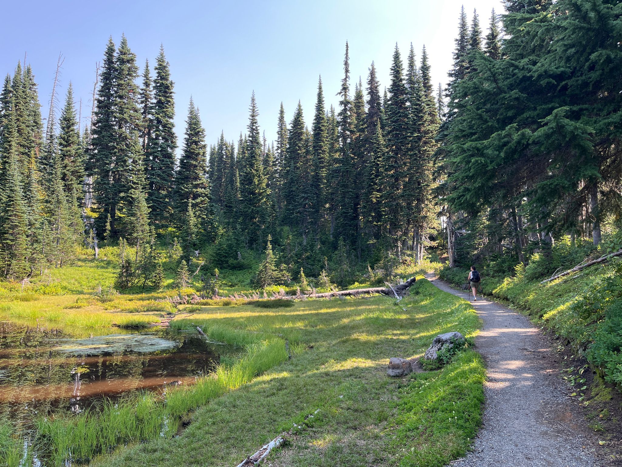 Hiker on a sunny dirt path next to a grassy pond and tall trees. - Skyline, Mazama Ridge, Wonderland, and Lower Lakes Loop