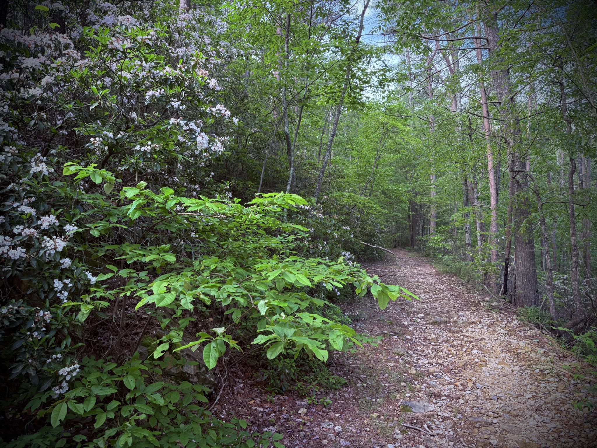 A winding dirt path through a green forest with white flowering bushes. - Clear Creek Trail loop from Clemmer Trailhead parking area