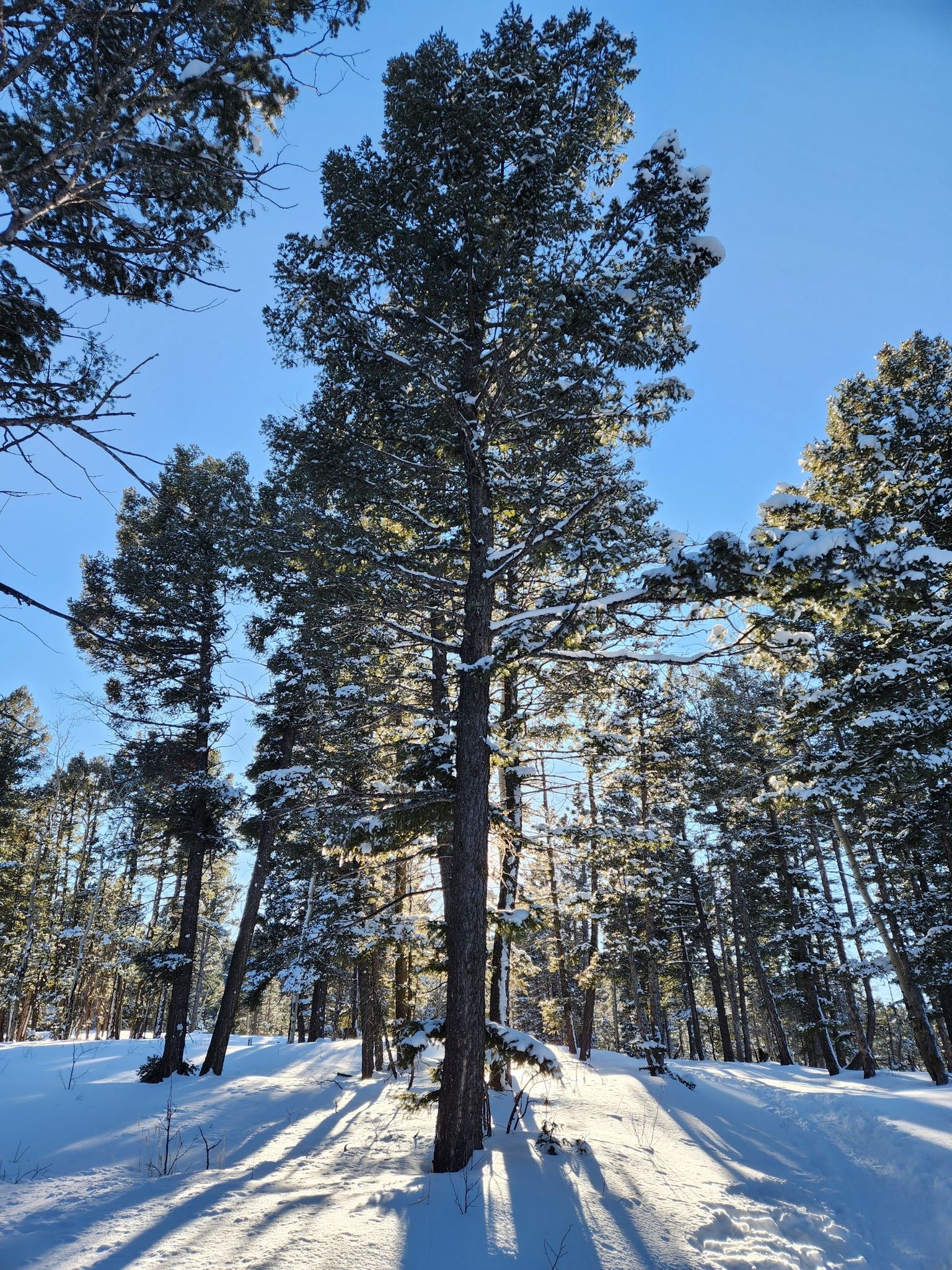 Tall pine trees in a snowy forest with bright sun and long shadows. - Buffalo Rock Loop