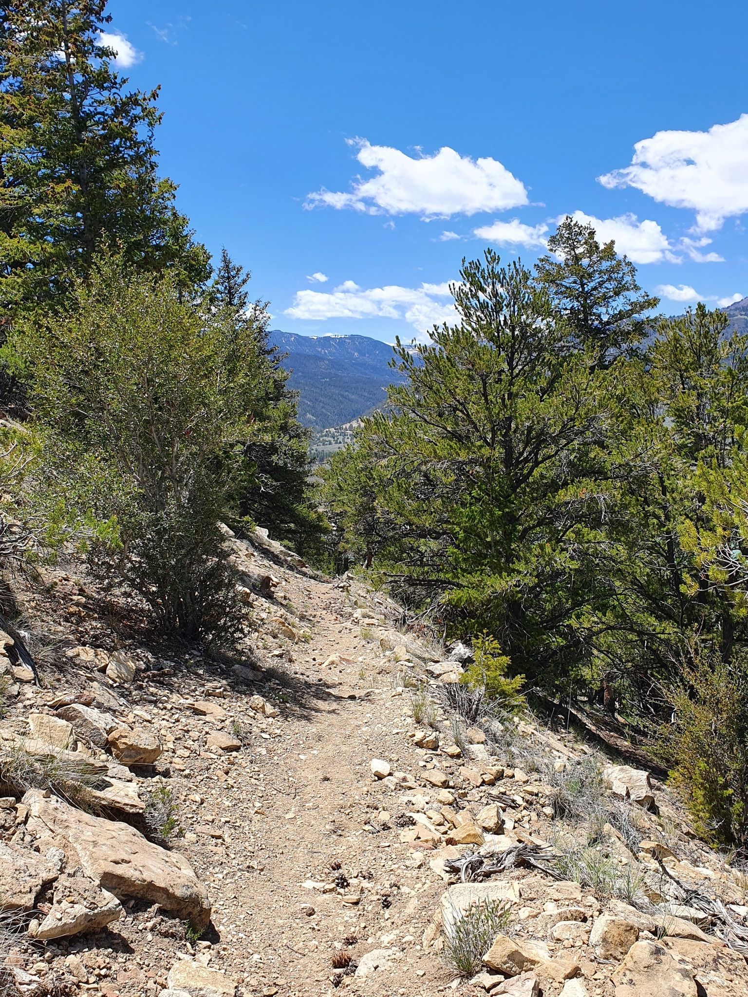 A sunny dirt trail winds through a pine forest with distant mountains. - Trail Mountain Trail