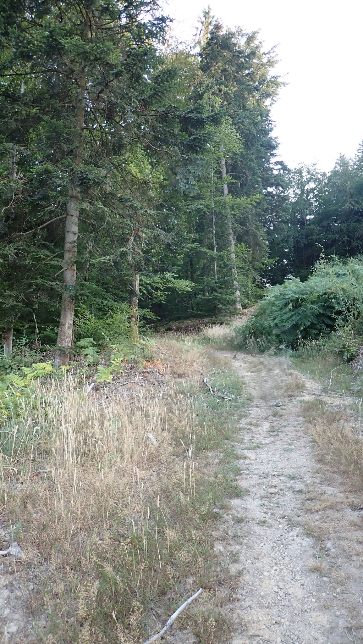 Bospad omhoog naar Belvédère