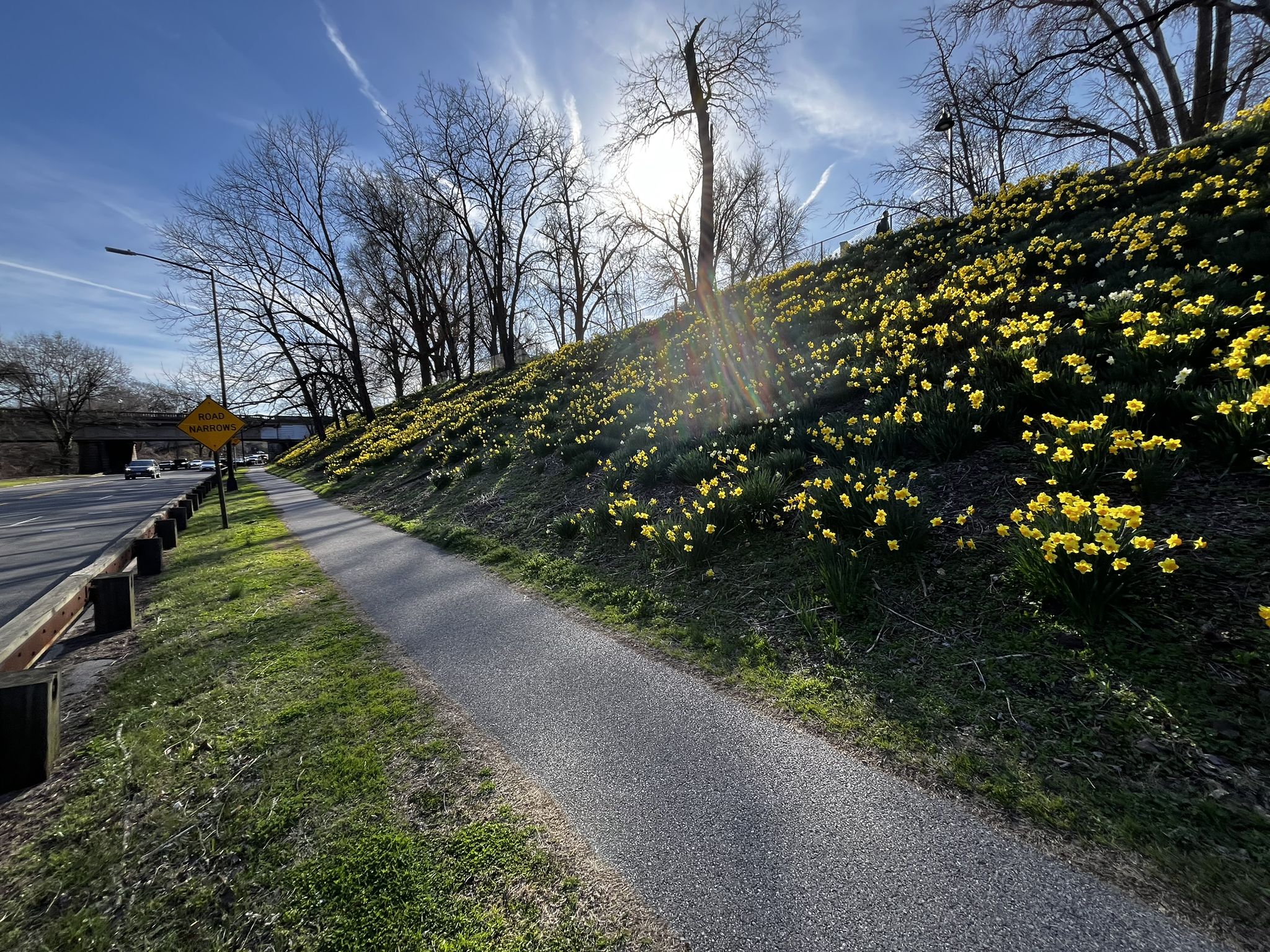 Paved path beside a hill covered in yellow flowers, bright sun. - Mount Zion Cemetery – Key Bridge Boathouse loop from Dupont Circle