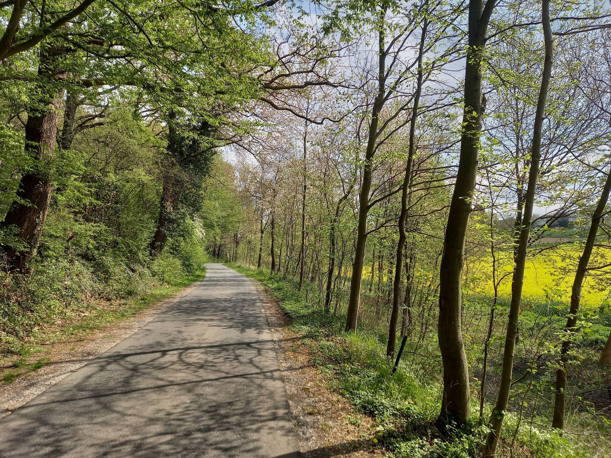 Weg hinter Müllingsen im späten Frühling