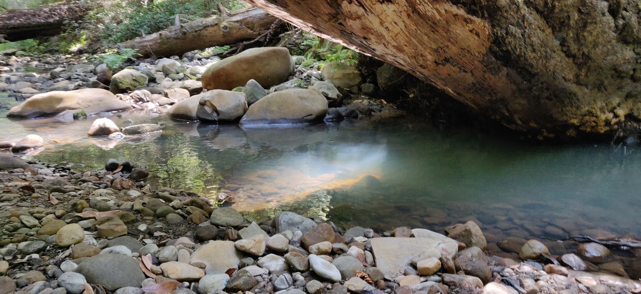 A clear, rocky stream flows past a large fallen log in dappled sunlight. - Sempervirens Falls Loop via Sequoia Trail
