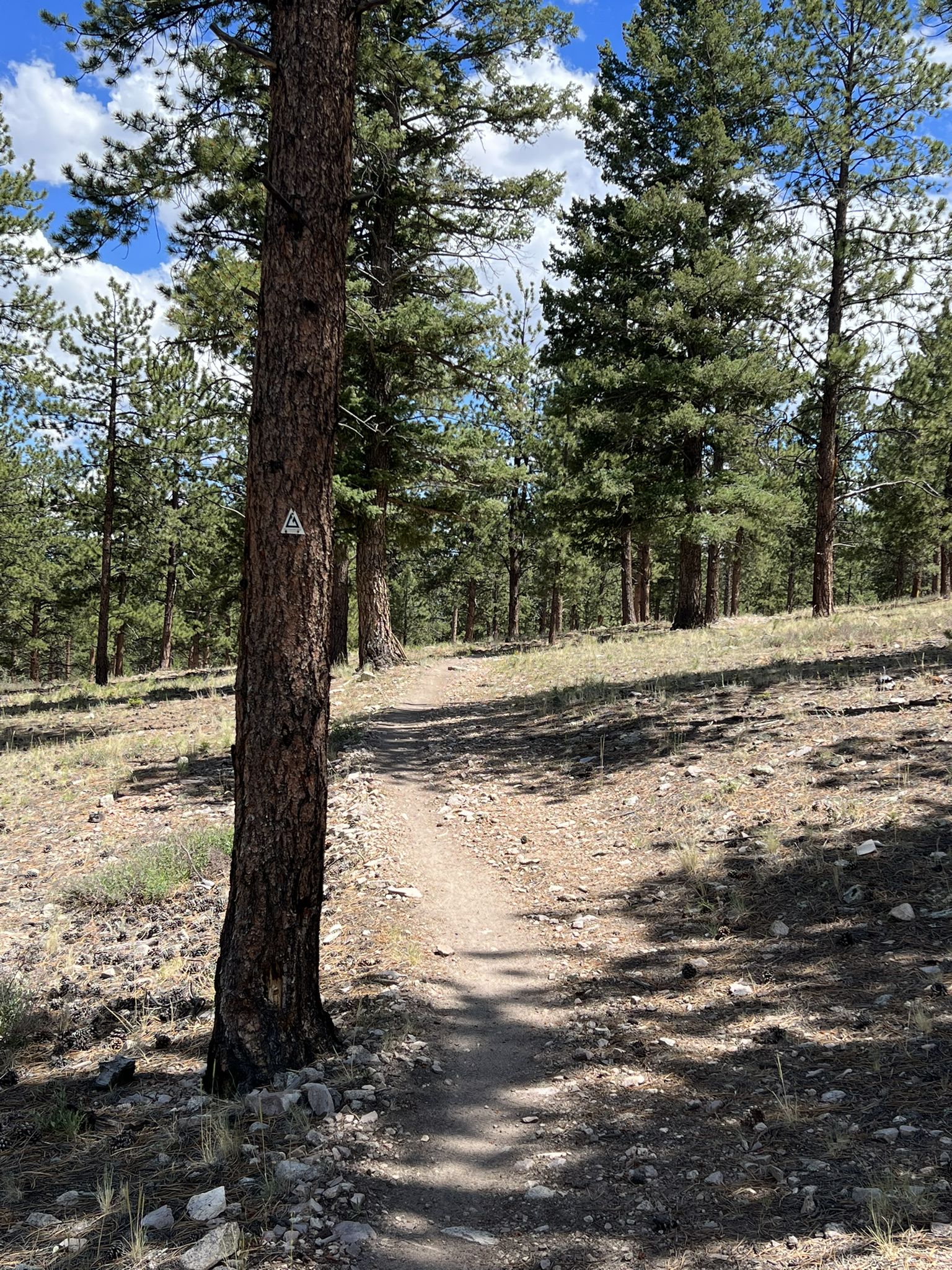 A sunlit dirt path winds through a dense pine forest on a clear day. - Monarch Pass from Salida
