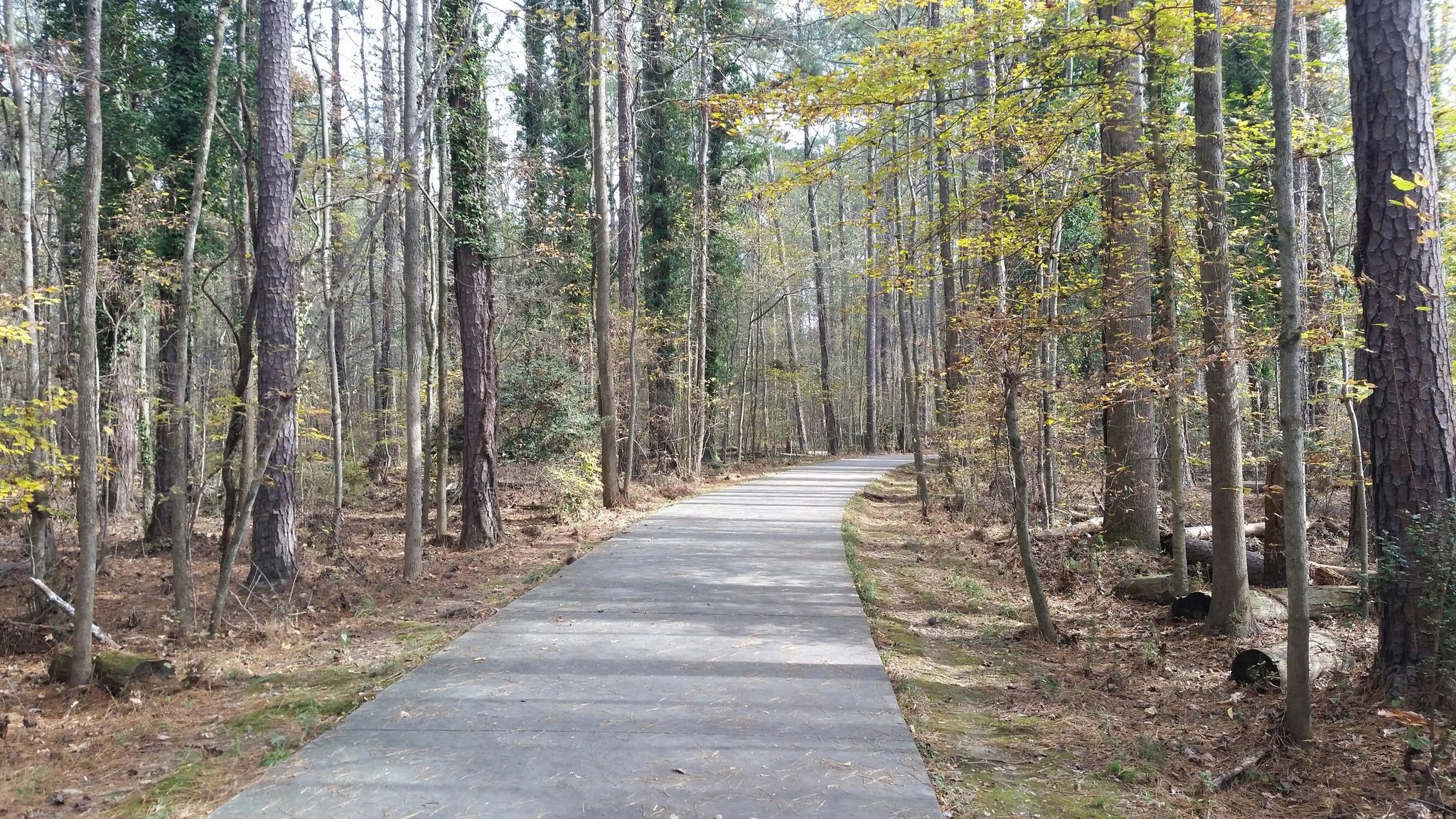 Paved path winding through a sunlit forest with autumn foliage. - Big Creek Greenway Alpharetta – Alpharetta Big Creek Greenway loop from Windward Plaza & 4025