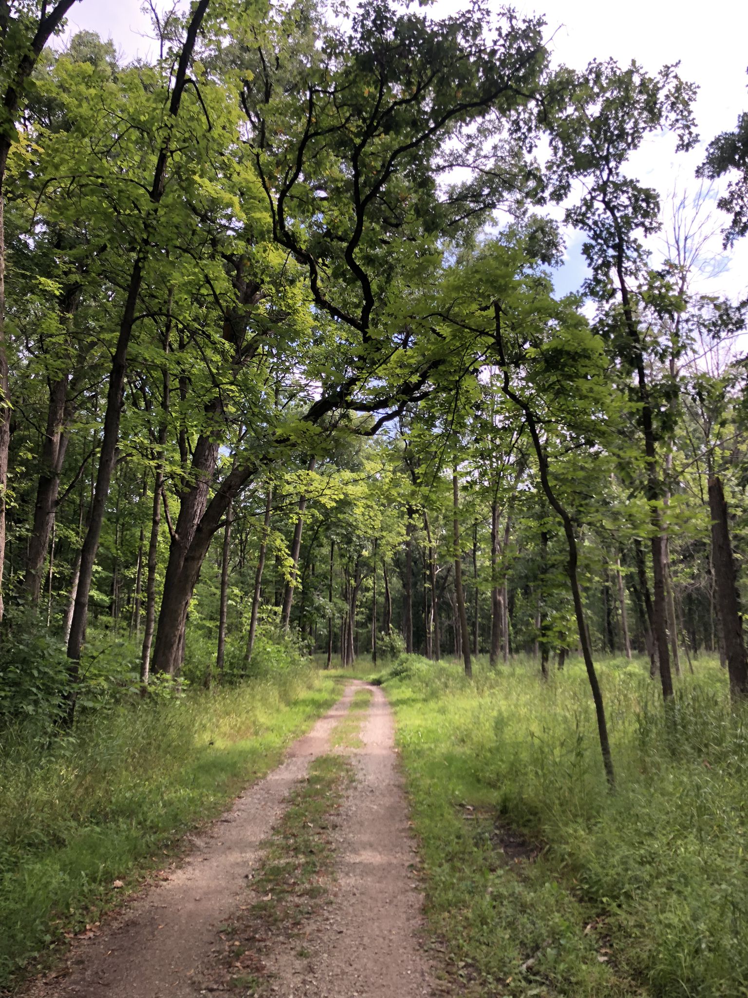 Dirt path through a lush green forest with tall trees overhead. - Allison Woods Preserve – Dam No. 1 Woods loop from Allison Woods