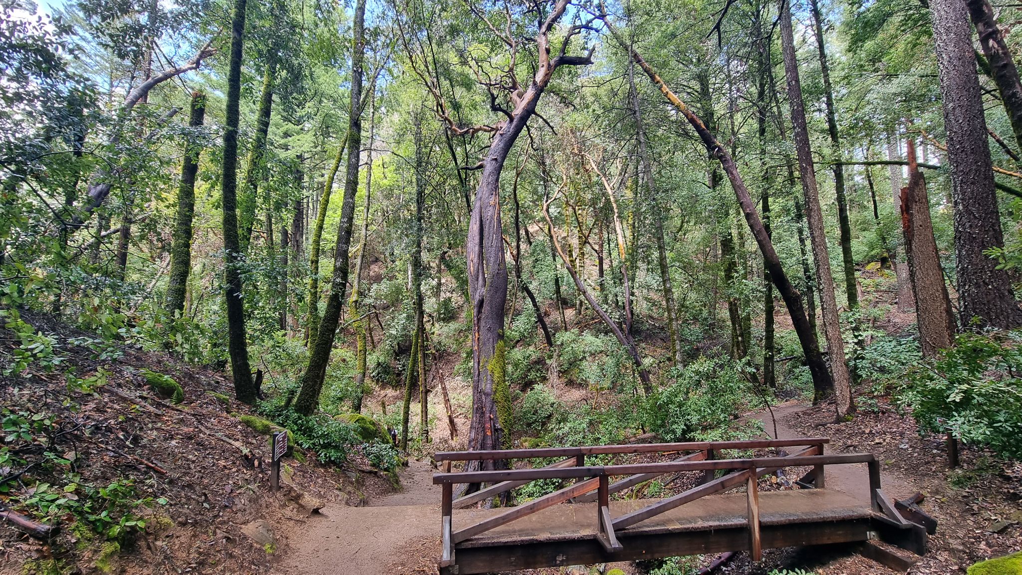 Wooden footbridge over a stream in a lush, green, sun-dappled forest. - Castle Rock Falls Trail