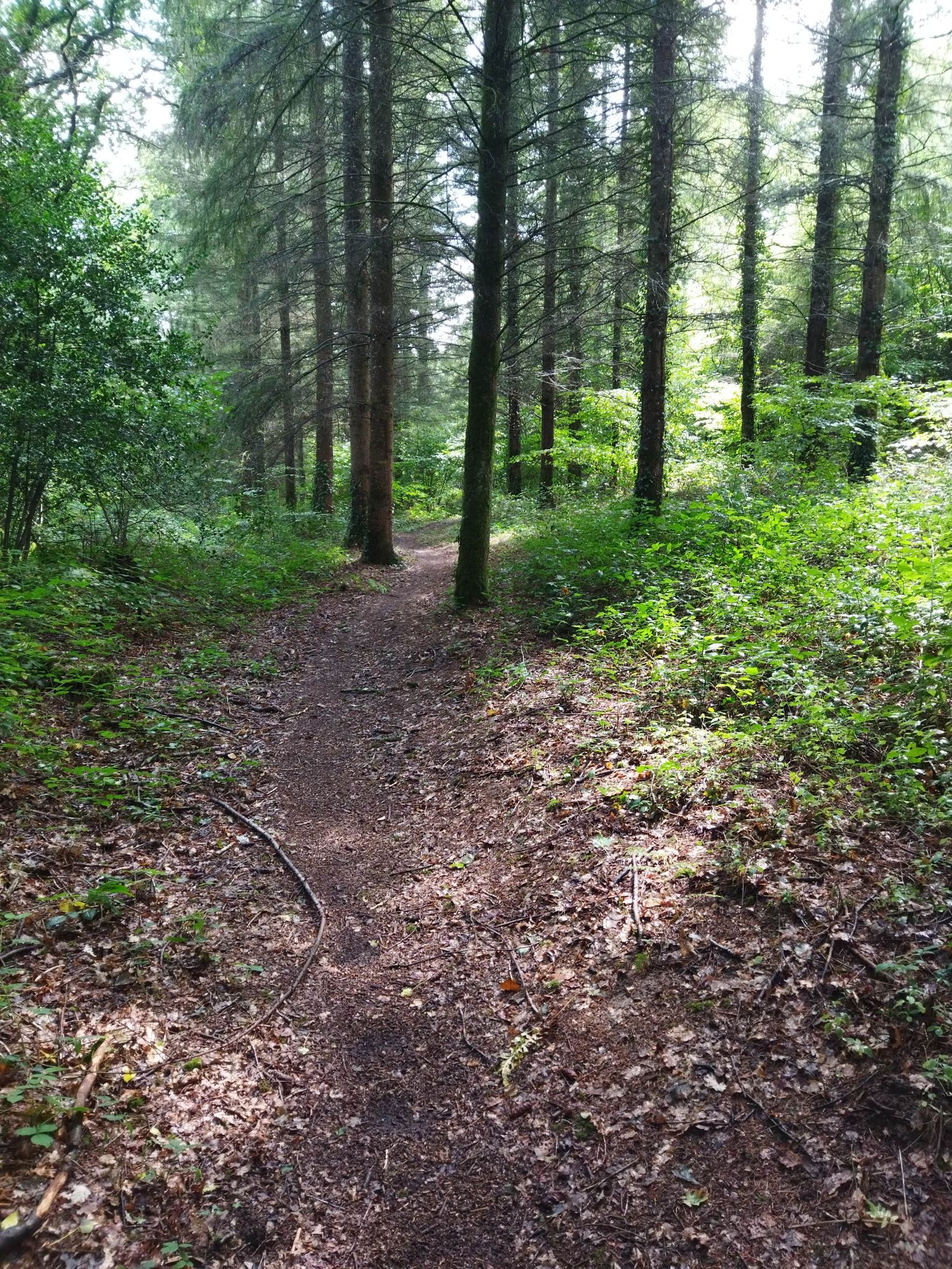 belle portion. single sous les sapins