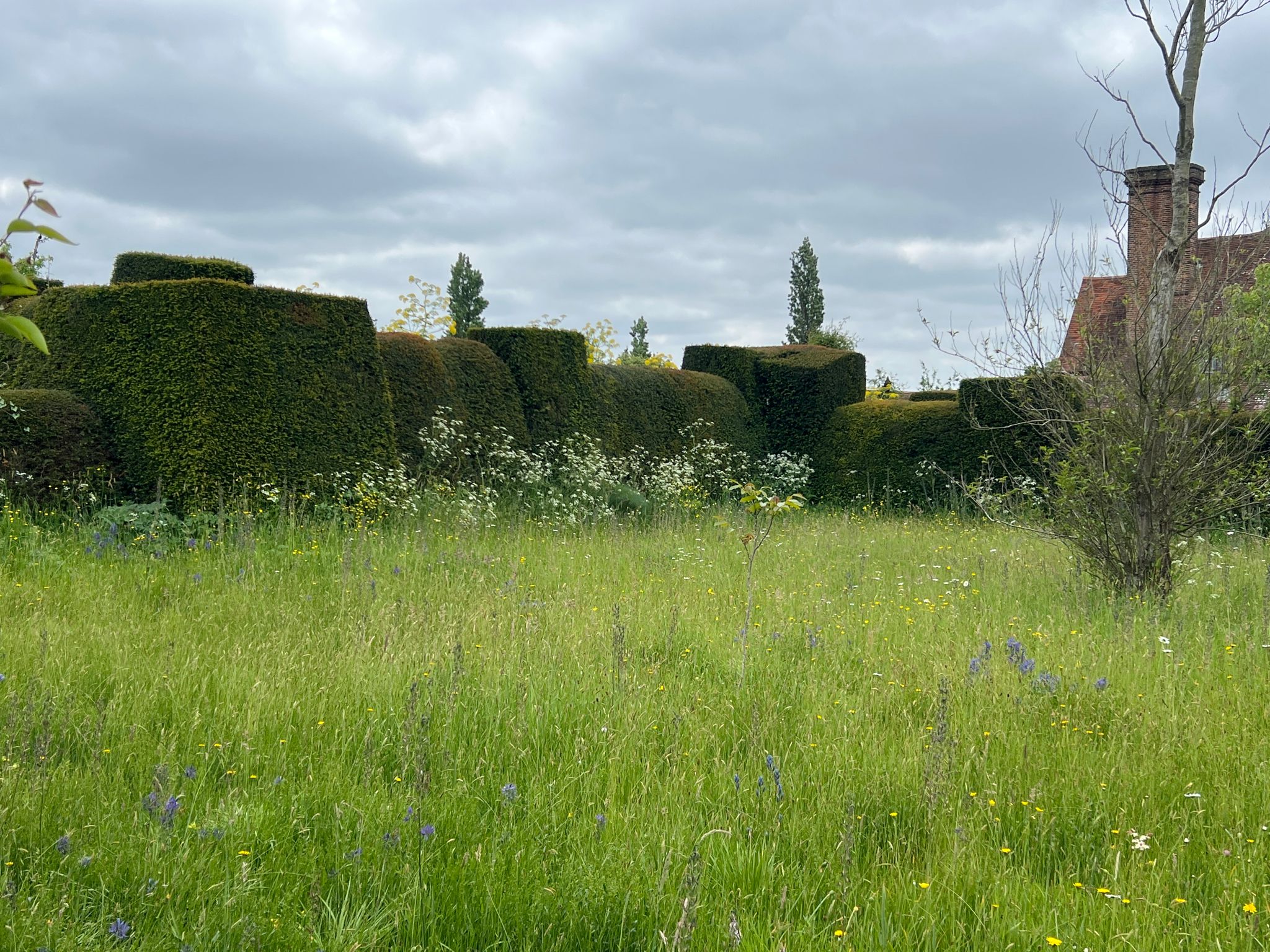 Bunte Wiese vorm Haus