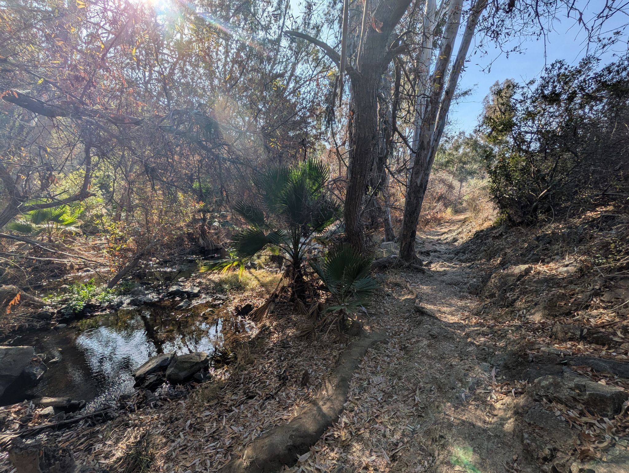 A sunny forest path winds beside a small stream with dense trees. - Wildflower Trail