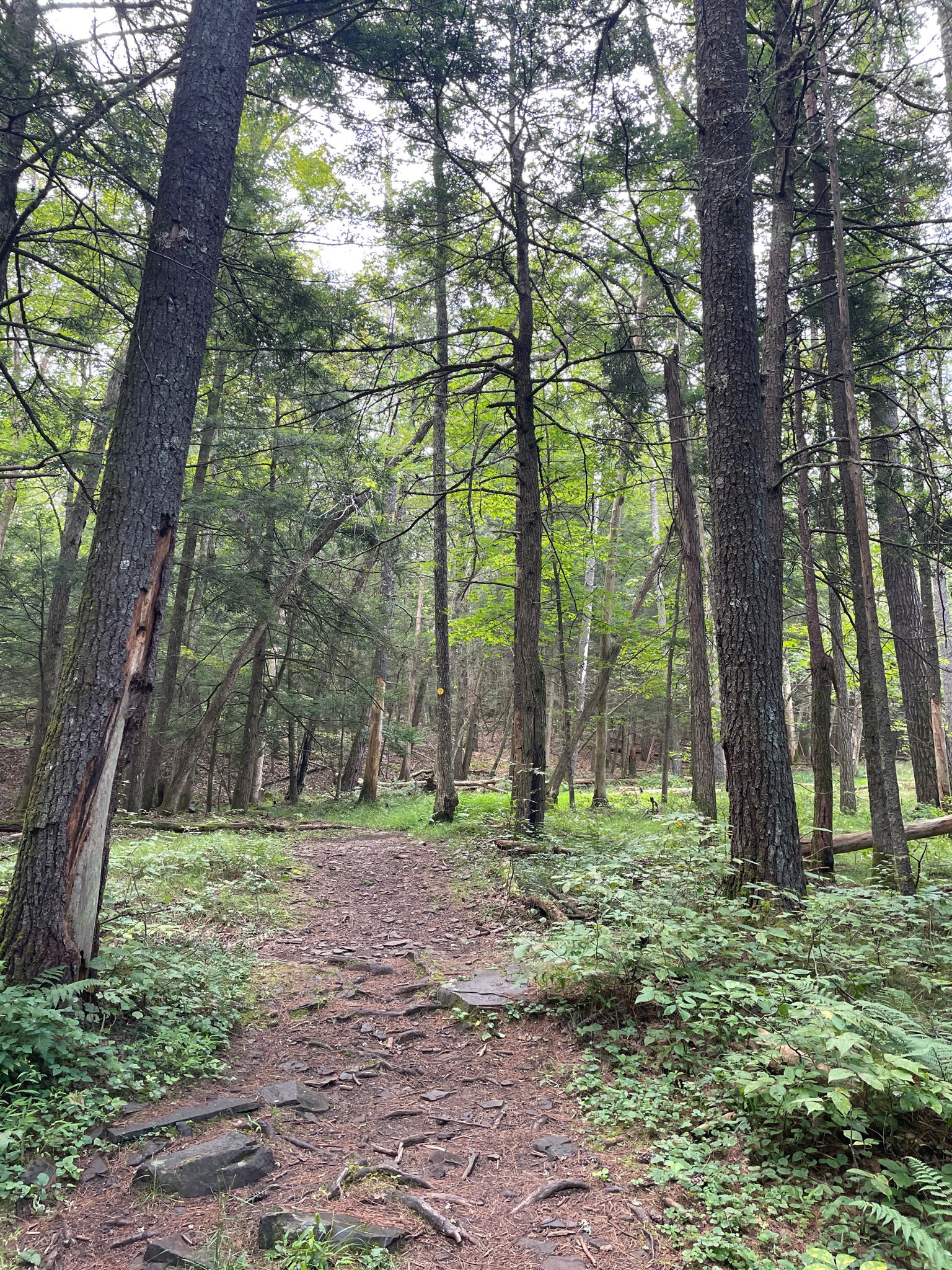 A winding dirt path through a dense, tall forest with green undergrowth. - Onteora Lake Loop Trail