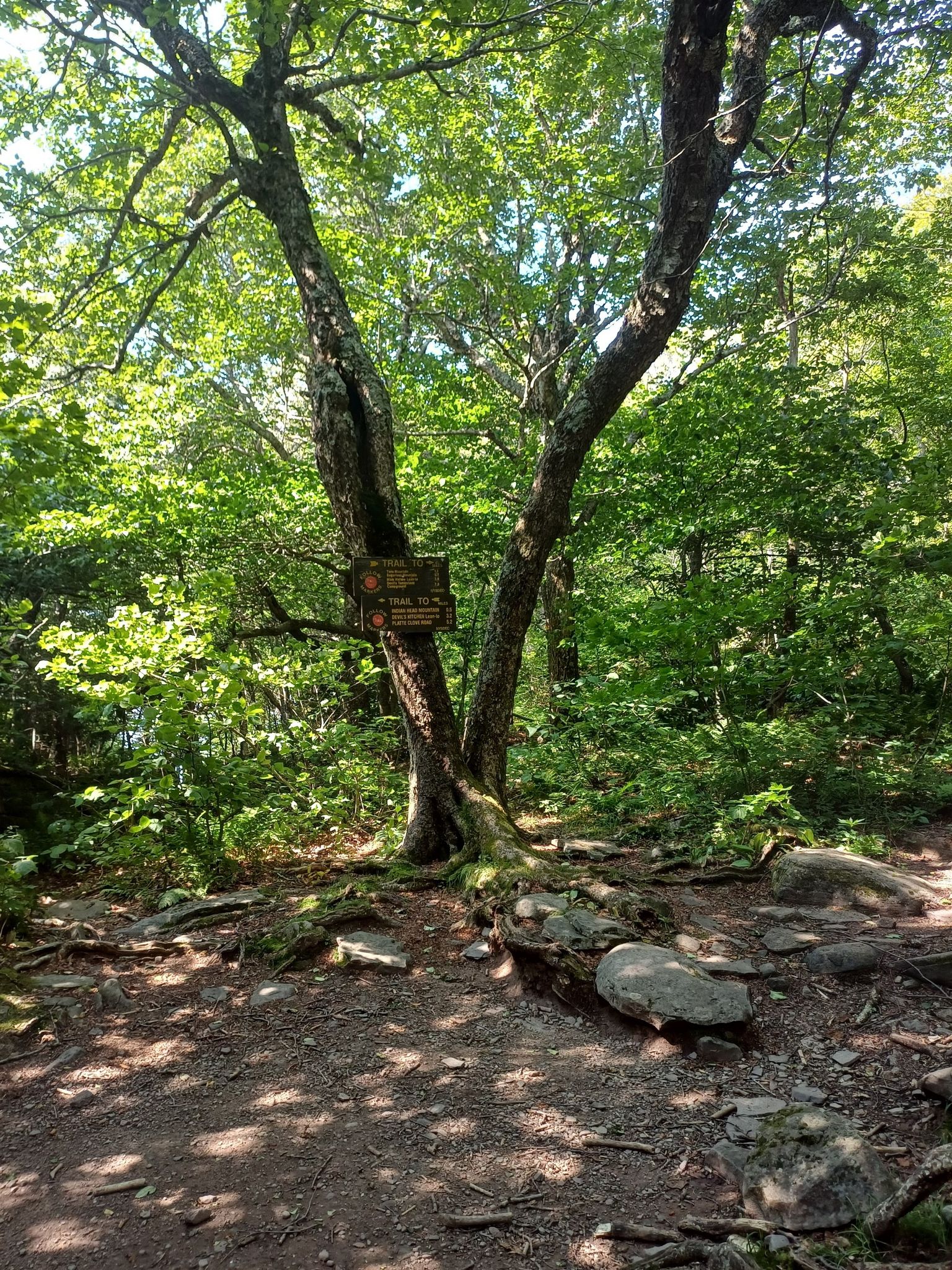 Forest path with a wooden sign on a tree, surrounded by lush green foliage. - Jimmy Dolan Notch Trail