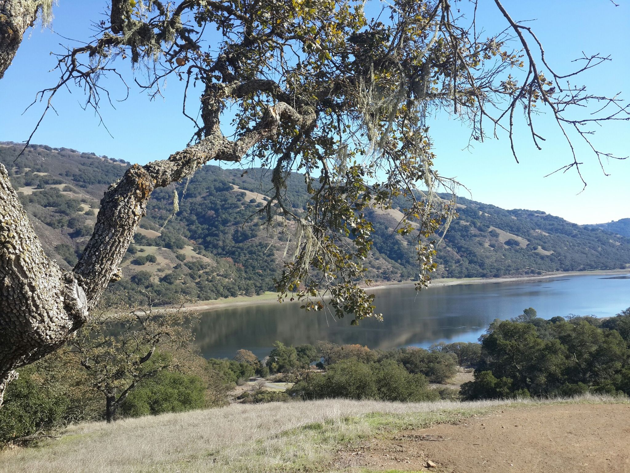 Tree branches frame a calm lake surrounded by green hills on a sunny day. - Coyote Lake