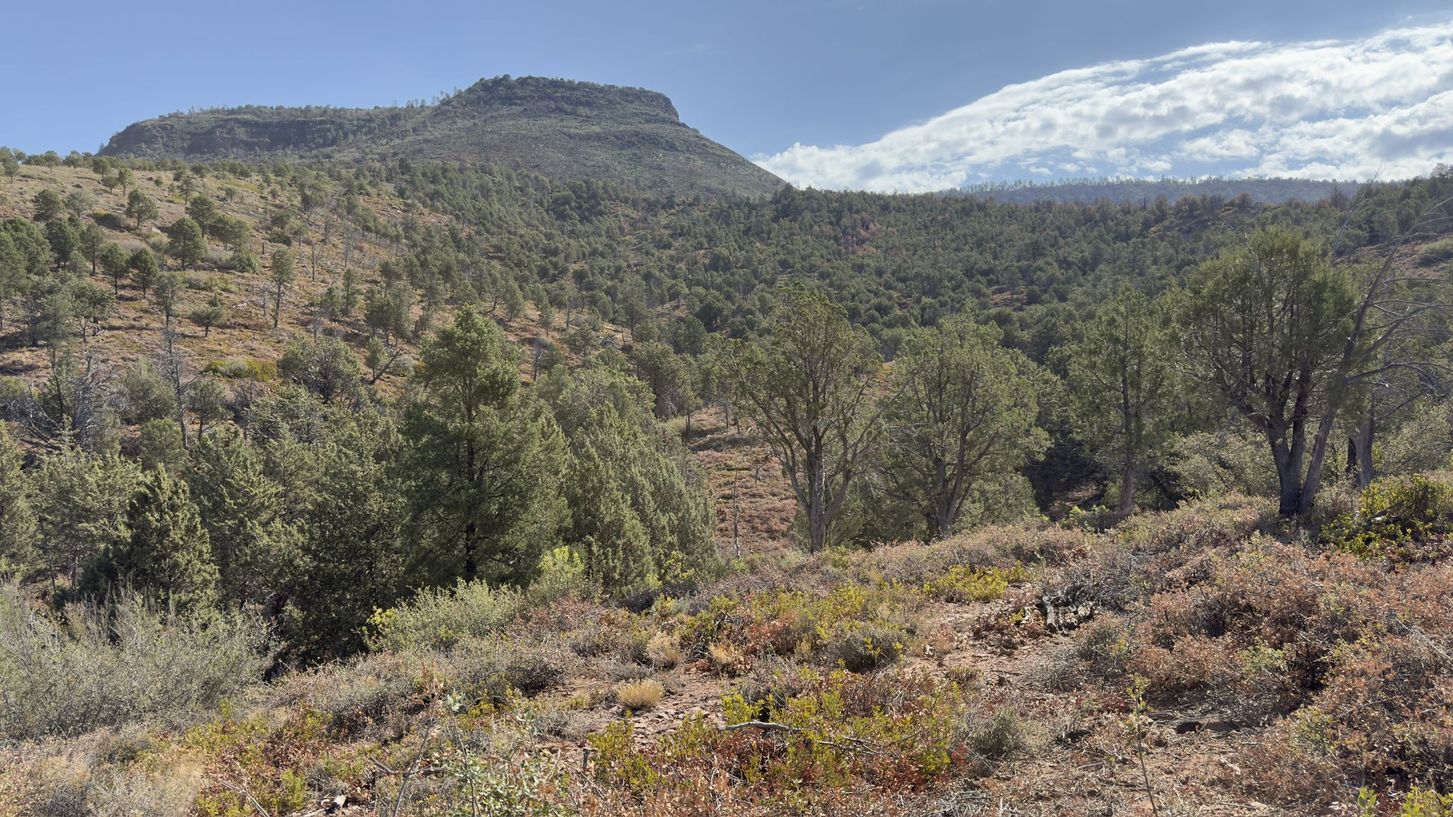 Sunny, dry mountainous landscape with sparse trees and distant clouds. - Highline, Pine View, and Pine Canyon Loop