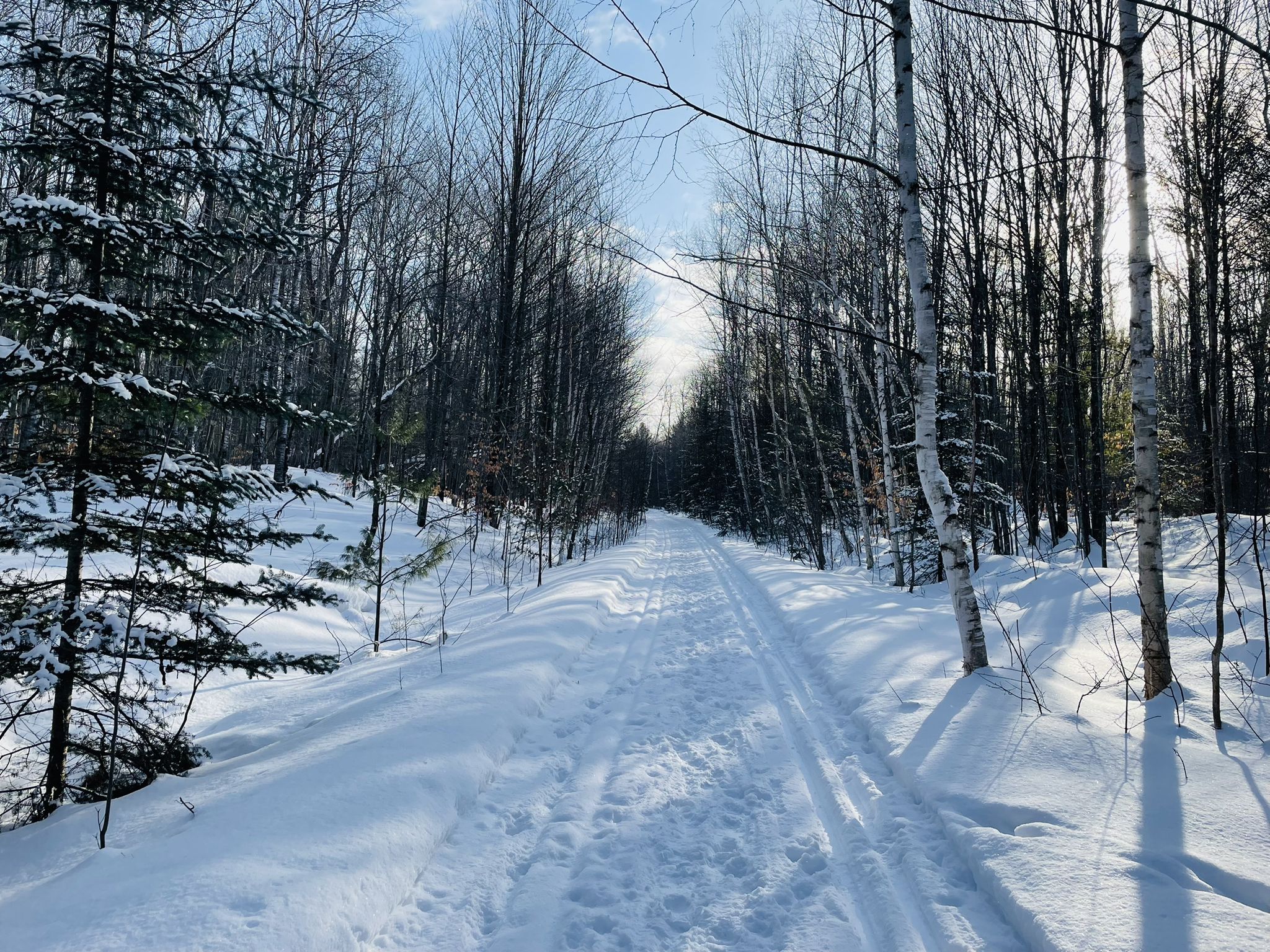 Snowy forest path with ski tracks under bright sun, casting long shadows. - Grass River Natural Area Loop