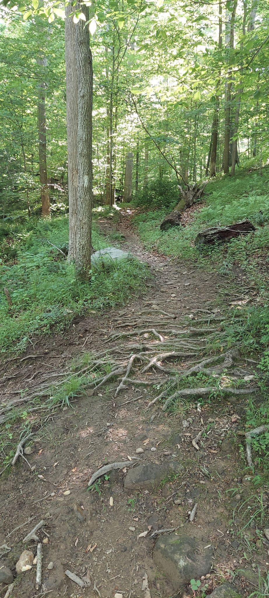A dirt forest trail with many exposed tree roots in dappled sunlight. - Patapsco Traverse North Loop