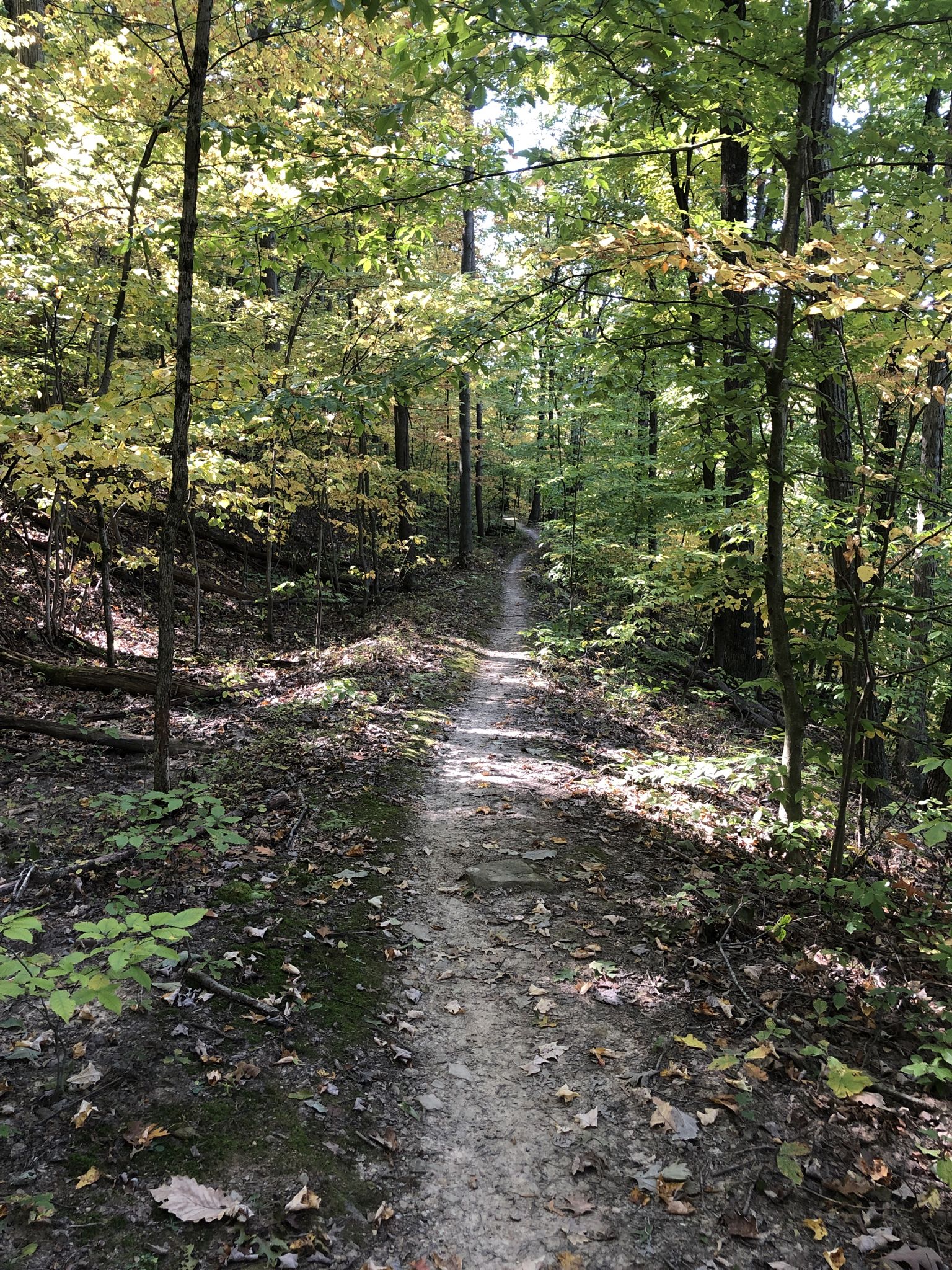 Sunlit dirt path winding through a forest with green and yellow leaves. - Camp Tuscazoar – Creekside Ickys trail loop from Museum