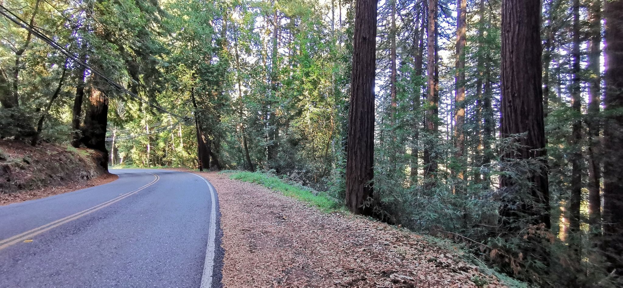 A paved road curves through a dense, sun-dappled forest. - Summit Road to Chemeketa Park loop