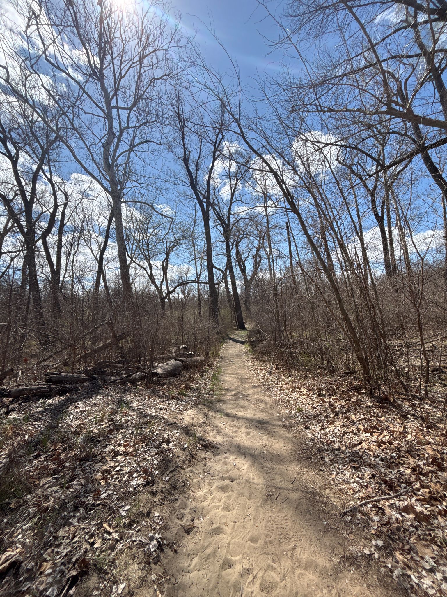 A dirt path winds through a bare winter forest under a bright blue sky. - Missouri and Oak Trail Loop