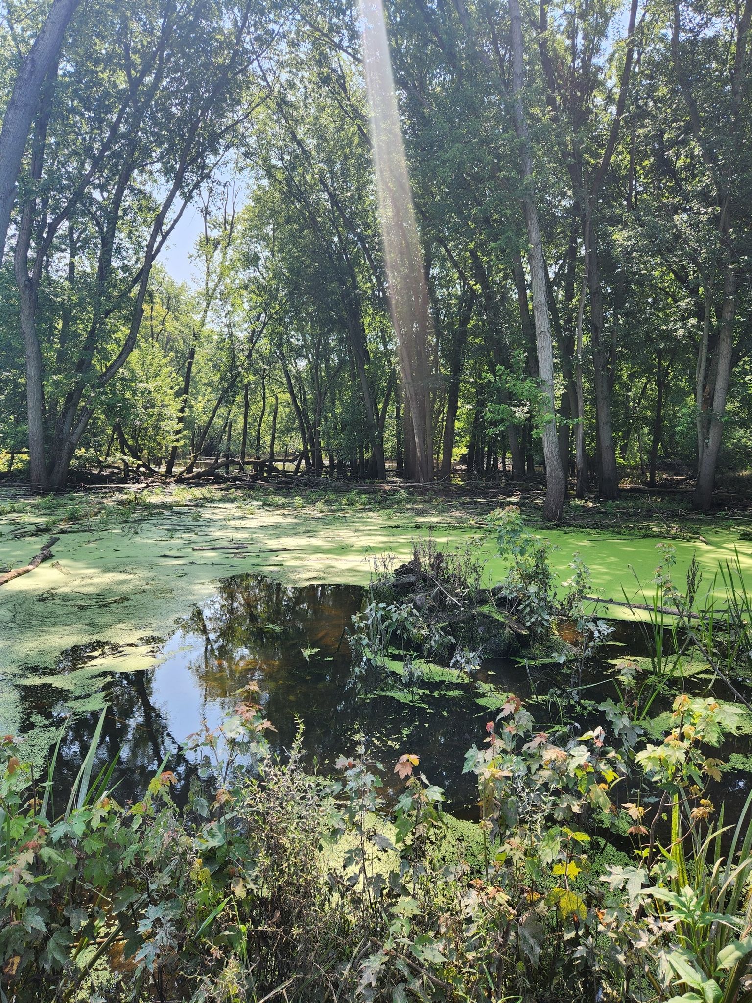 A sunlit swampy pond covered in green algae, surrounded by dense forest trees. - Half Day County Forest Preserve loop via Des Plaines River Trail