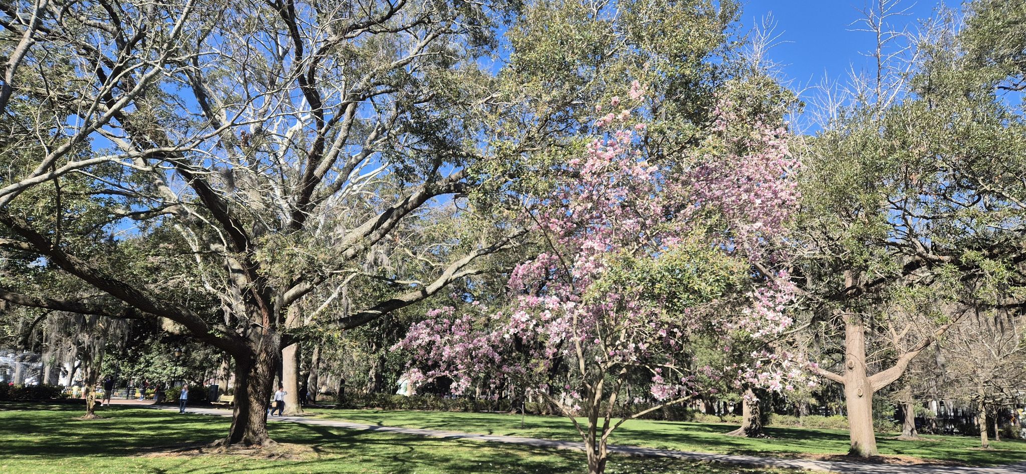 Sunny park with large trees, one covered in beautiful pink blossoms. - Monterey Square – Forsyth Park Fountain loop from Savannah