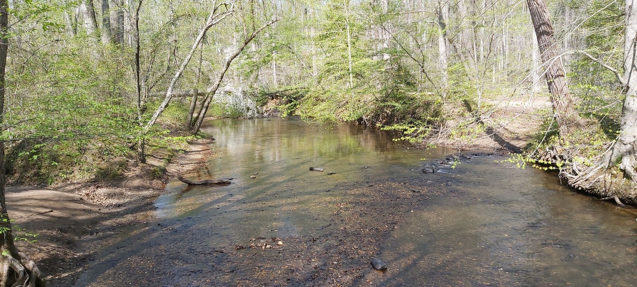 A calm stream flows through a sunlit forest with green trees. - Birch Bluff Trail – Quantico Creek loop from Montclair