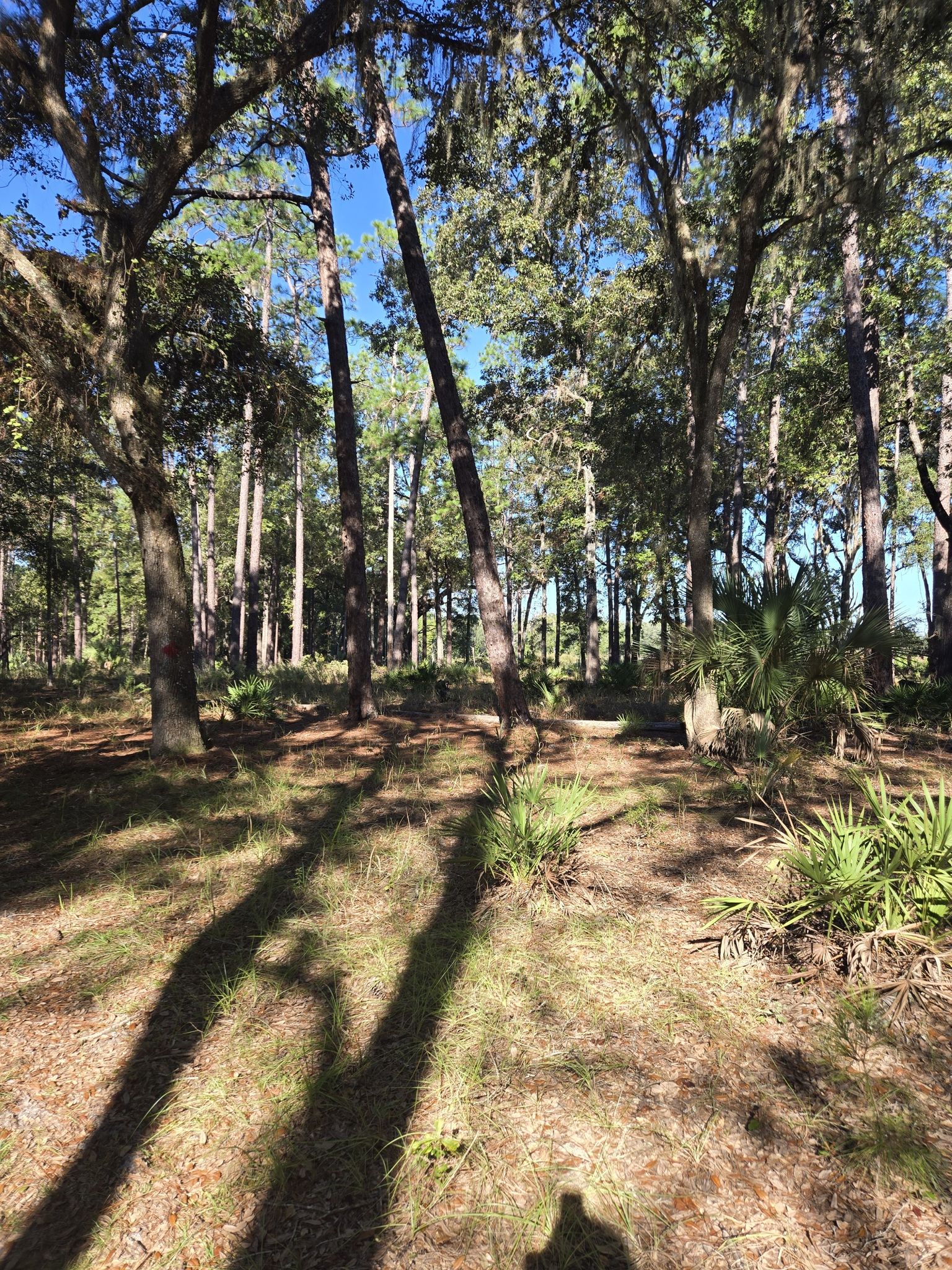 Sunny forest floor with tall trees, palmettos, and long shadows. - Longleaf Flatwoods White, Yellow, and Red Loop