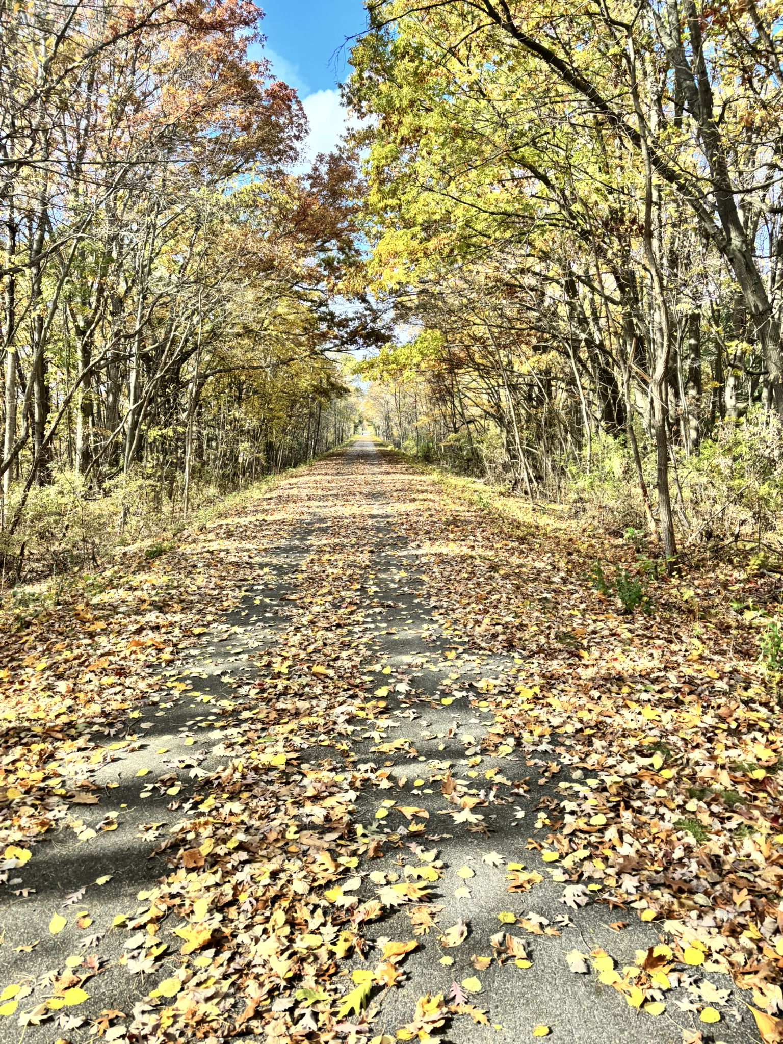 Paved path covered in golden autumn leaves under a sunny sky. - Michigan's Adventure loop from Muskegon Lake