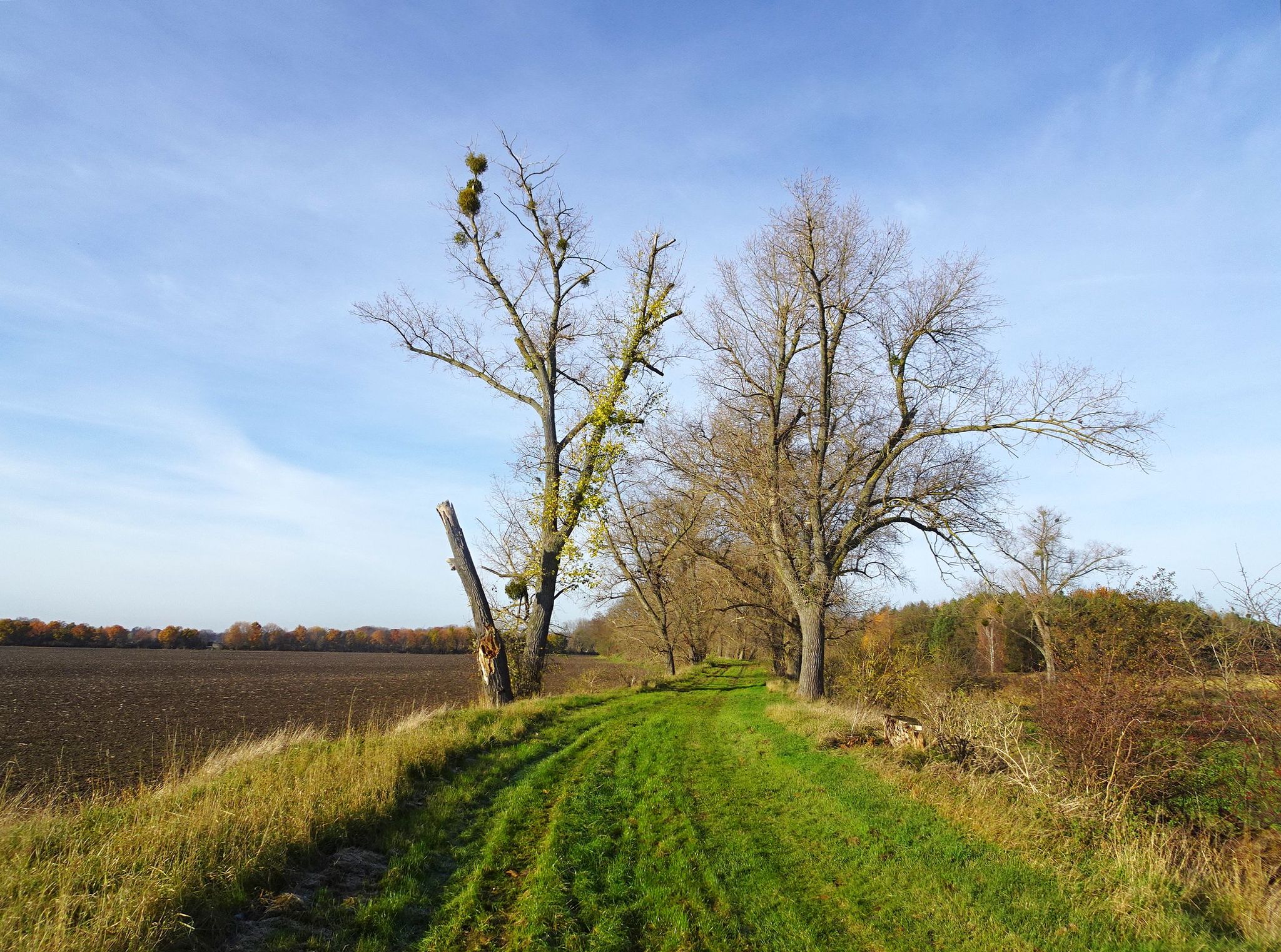 Deichweg auf dem Alten Oderdeich