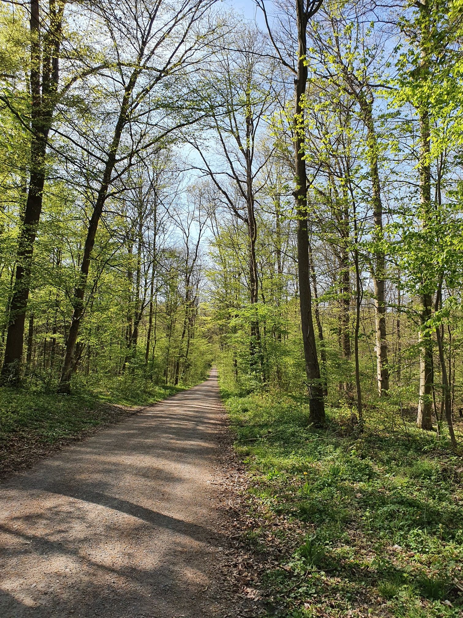 Wald