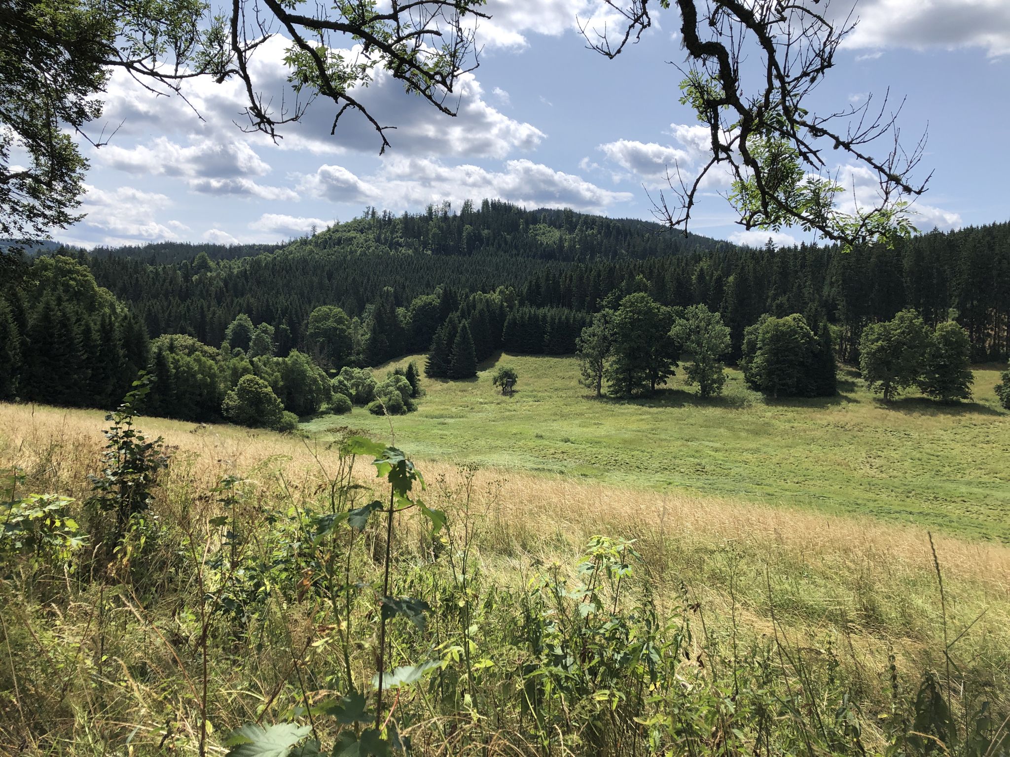 Hier ist einer der ältesten Waldbestände Europas zu finden