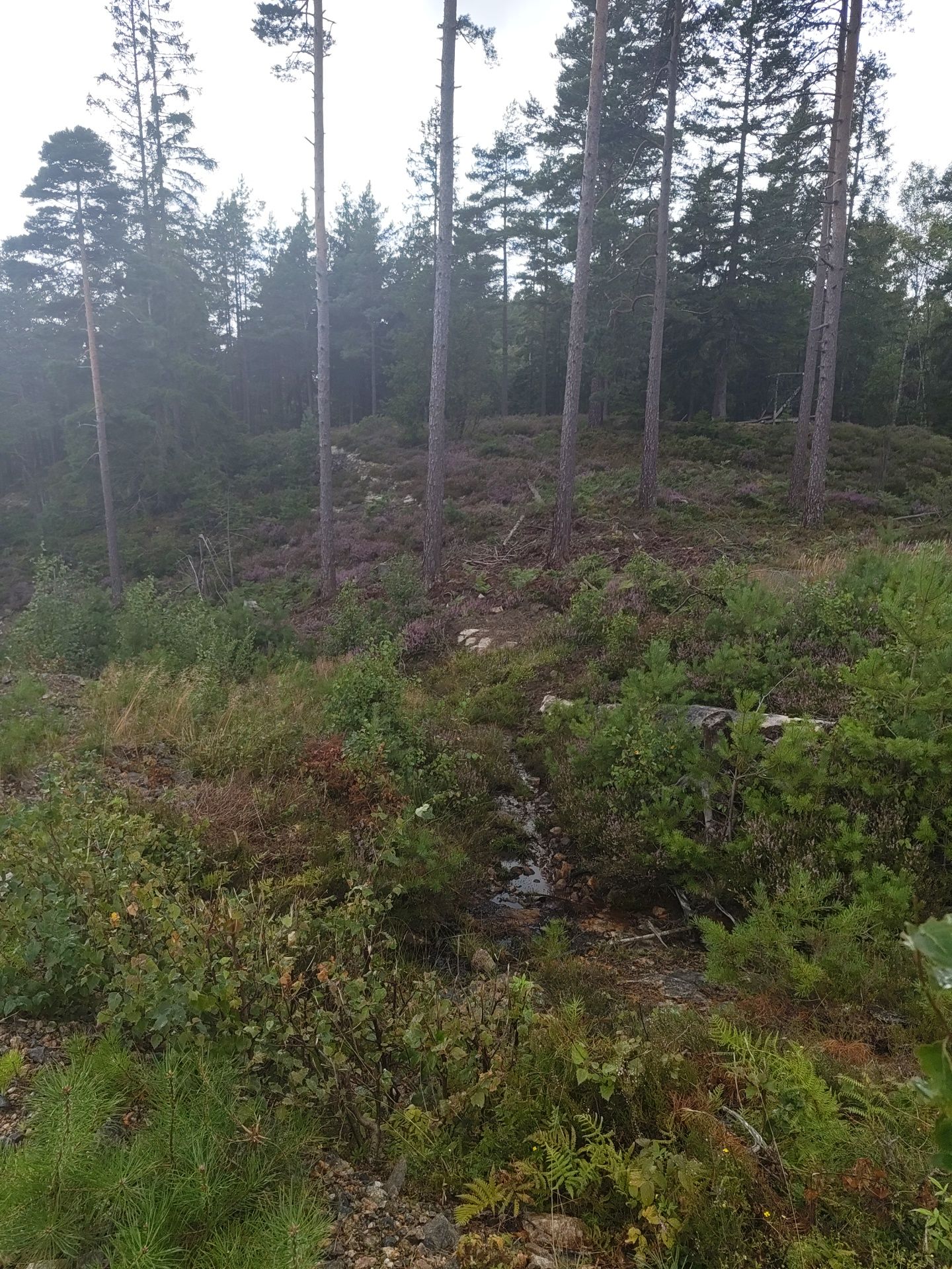 Natur