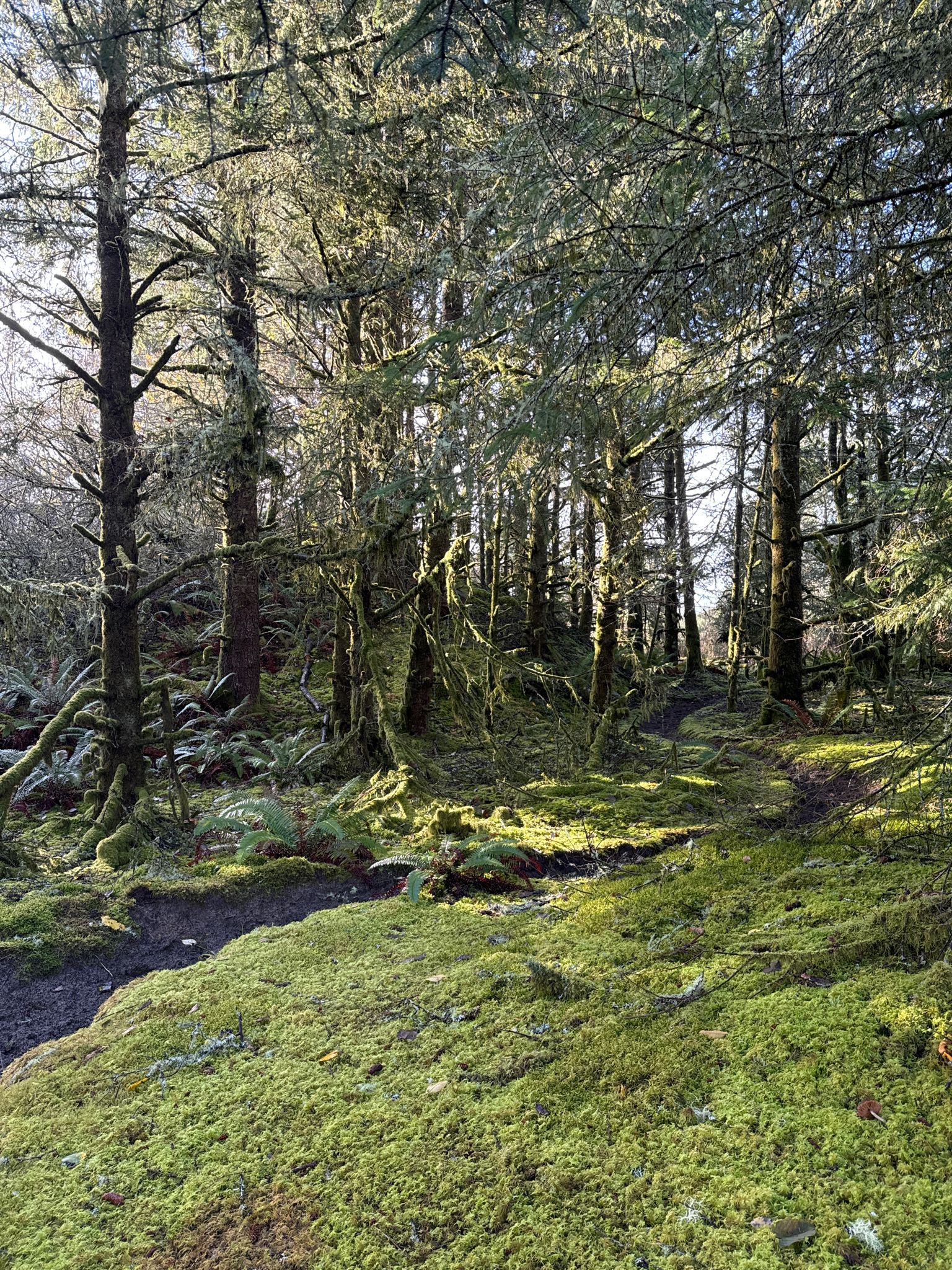 Sunlight filters through tall mossy trees onto a vibrant green forest floor path. - Bob Straub State Park loop run