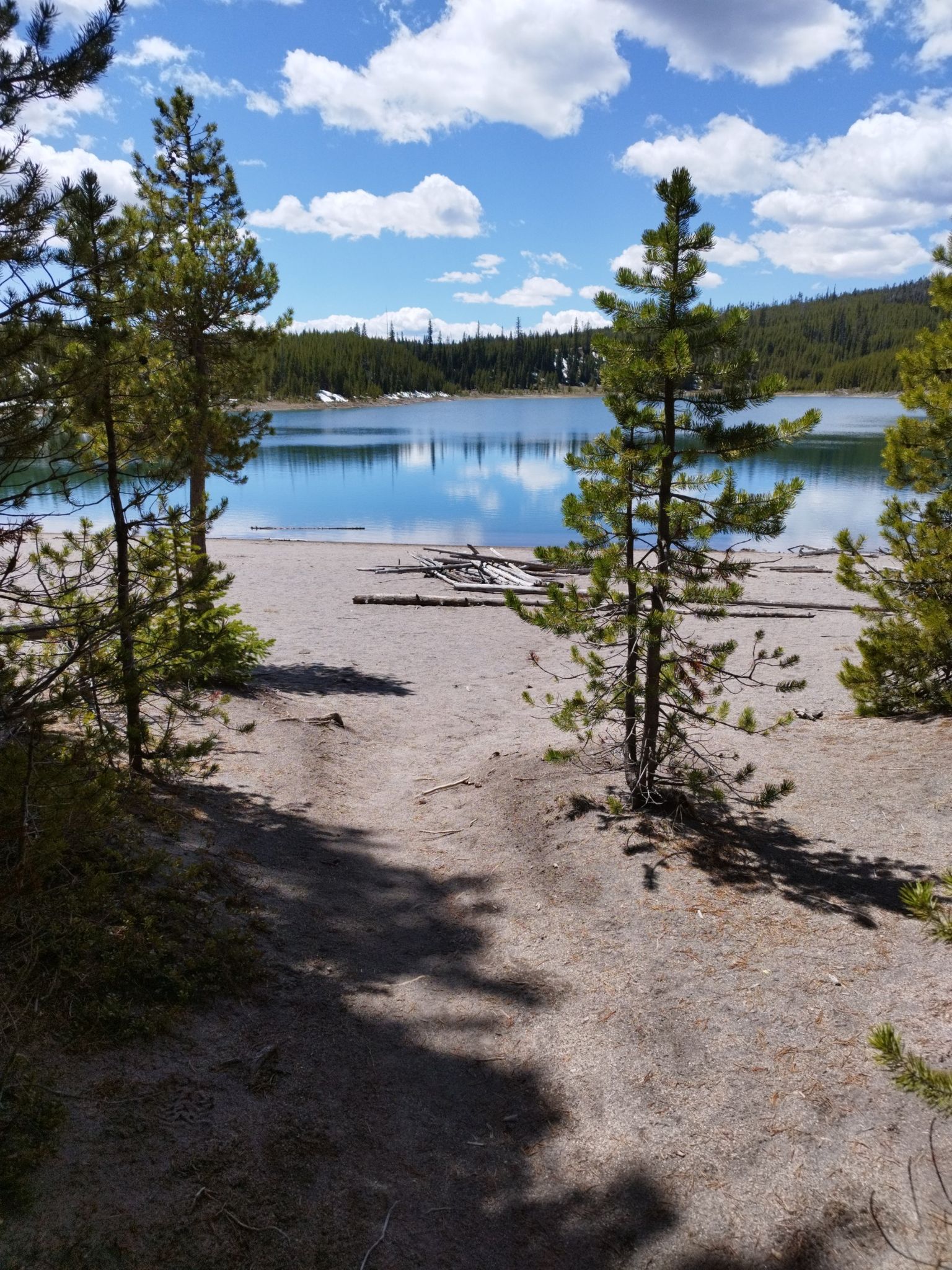 Sunny view of a calm lake with a sandy shore and tall pine trees. - Duck Lake Trail