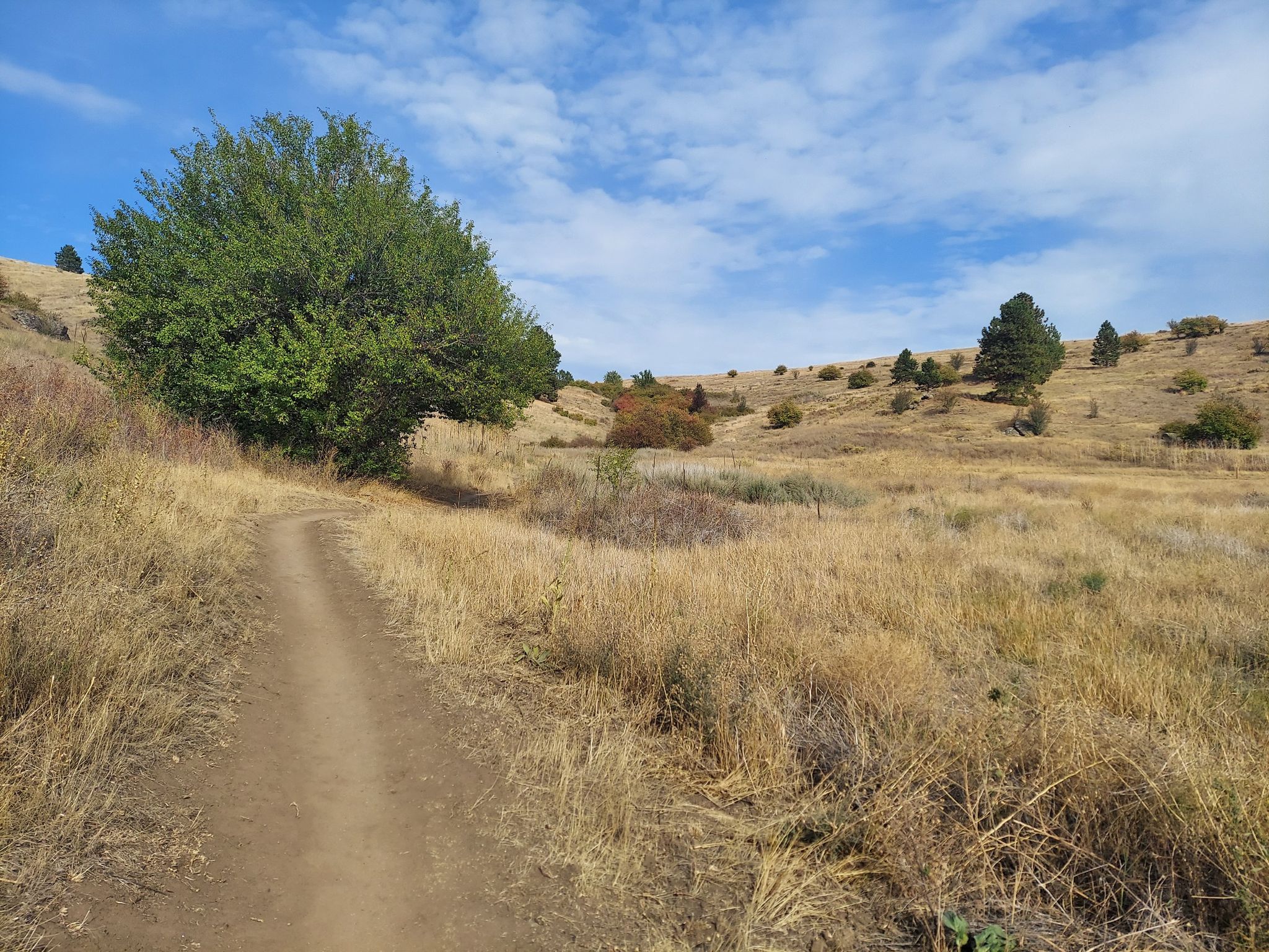 Dirt path winding through dry grassy hills with a large green tree under a blue sky. - Saltese Uplands Loop and Summit Loop